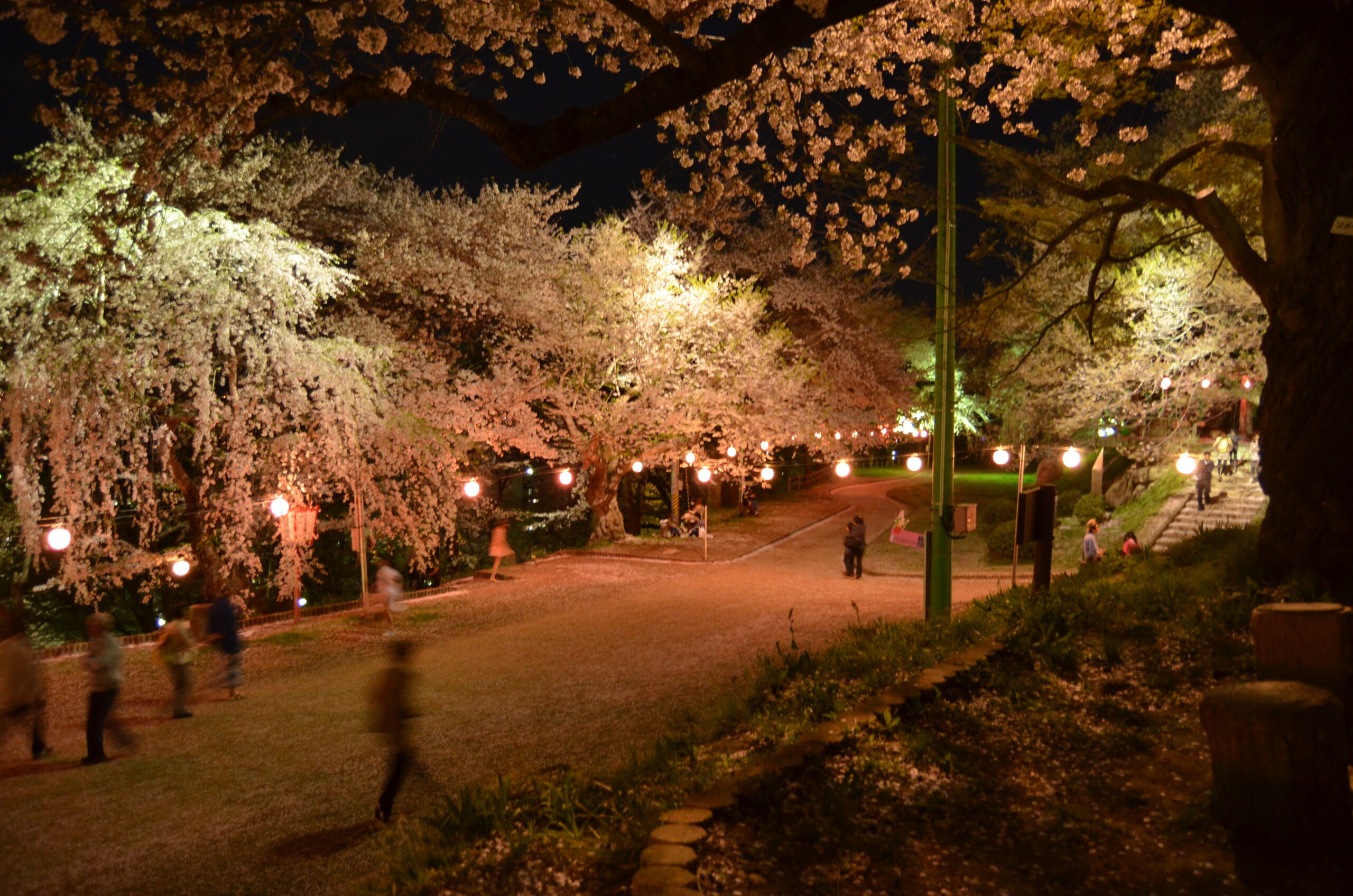 Cherry blossom trees in full bloom on a hillside in Nanyo, Yamagata with mountains in background