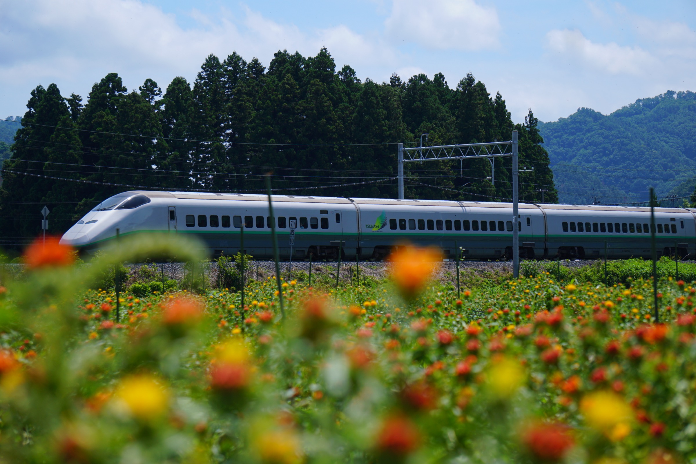E3-2000 Tsubasa Yamagata Shinkansen passing through a field of safflowers in summer