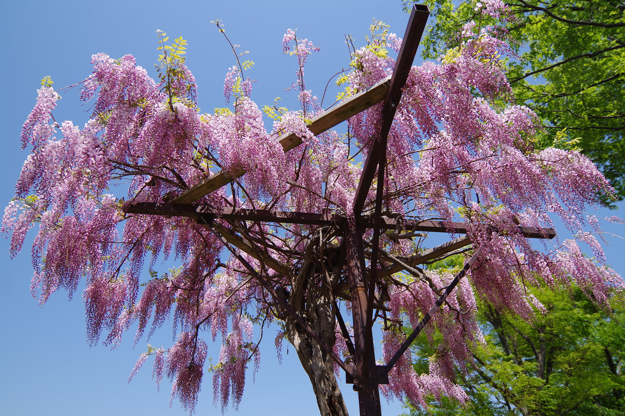 Japanese wisteria in full bloom with cascading purple flowers