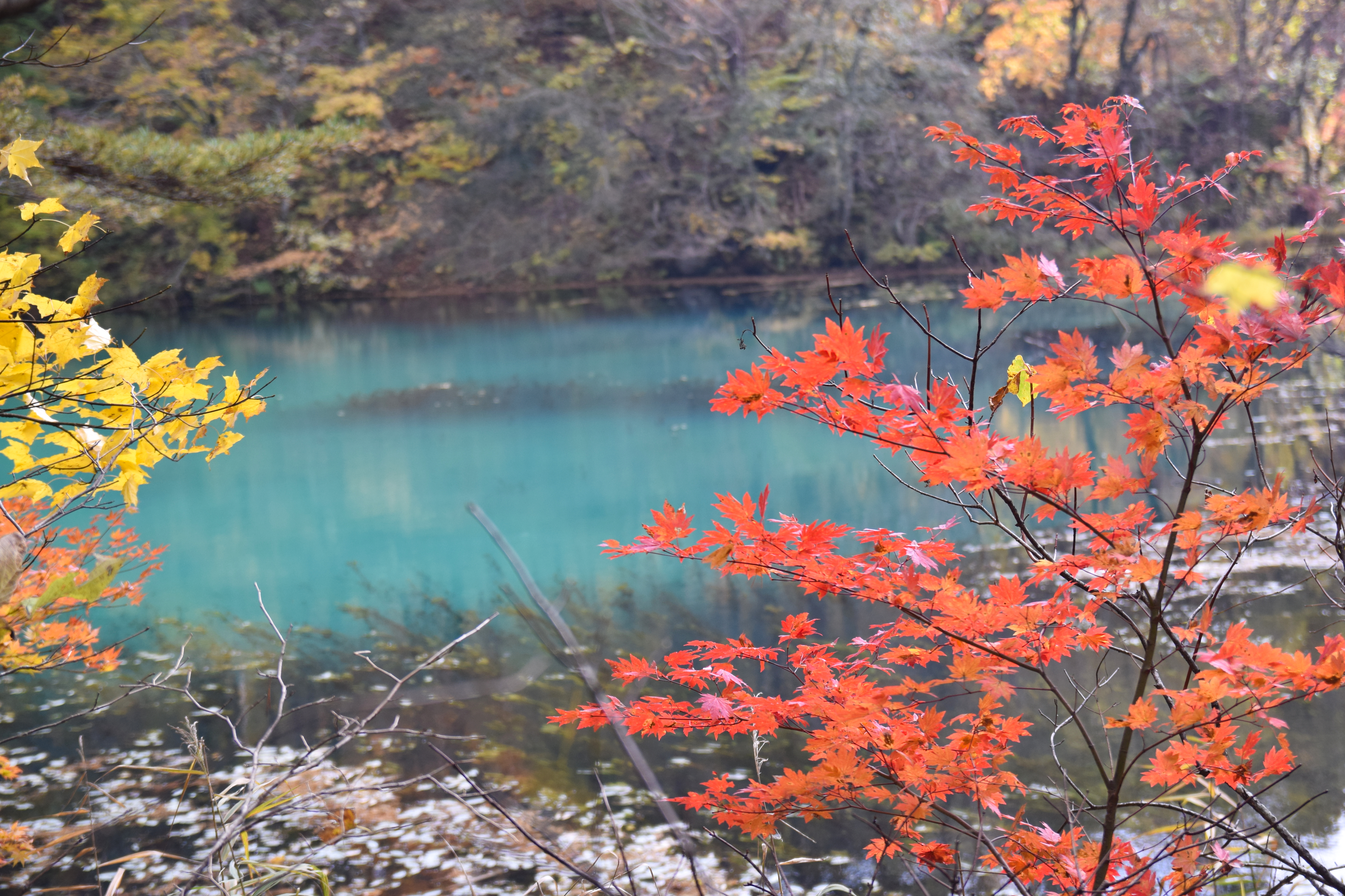 Goshikinuma Five Colored Lakes surrounded by vibrant autumn foliage in Fukushima