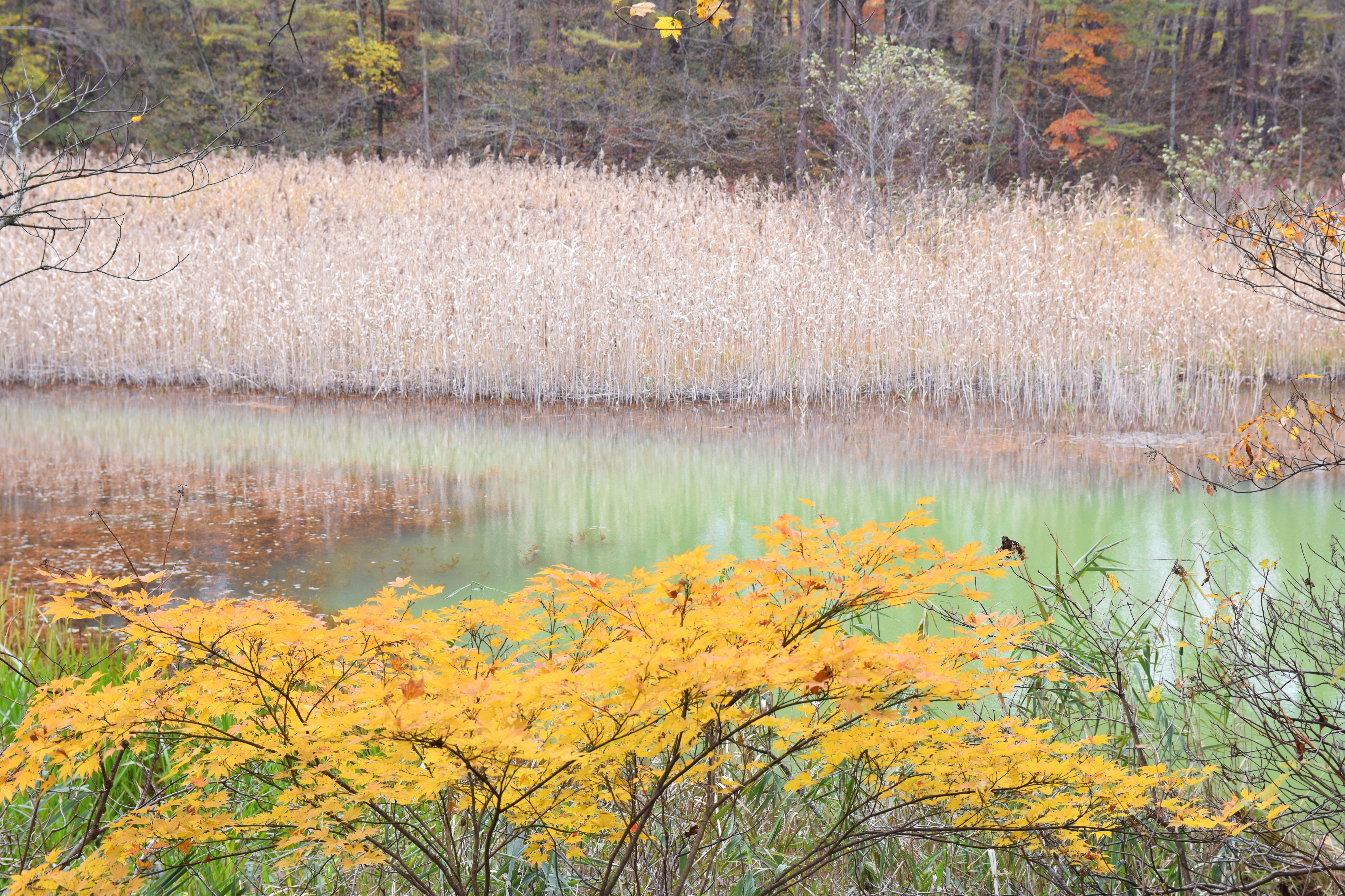 The vivid turquoise waters of Goshikinuma against autumn forest colors
