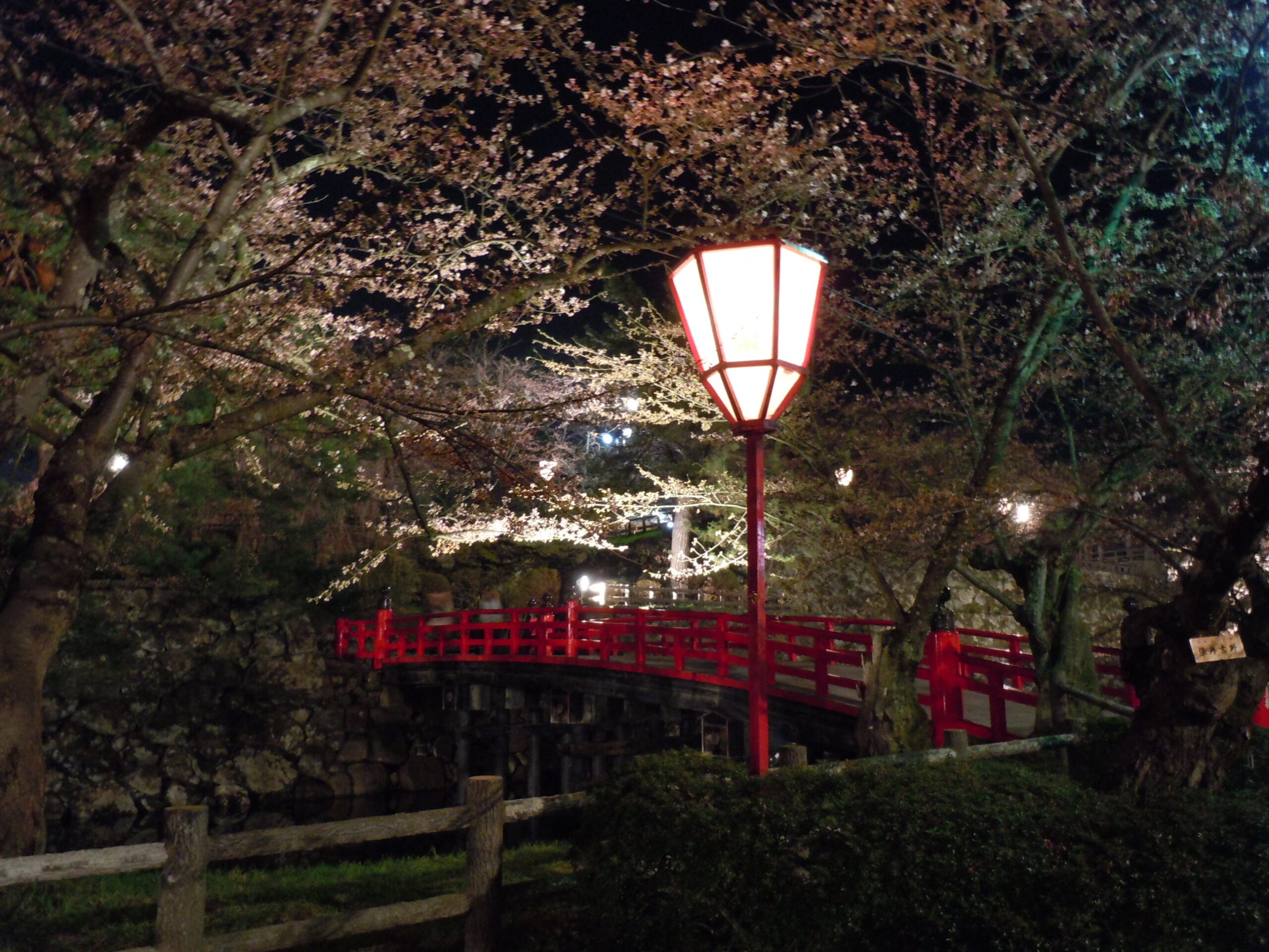 Cherry blossom trees lit up at night in Tohoku Japan with pink blooms glowing against dark sky