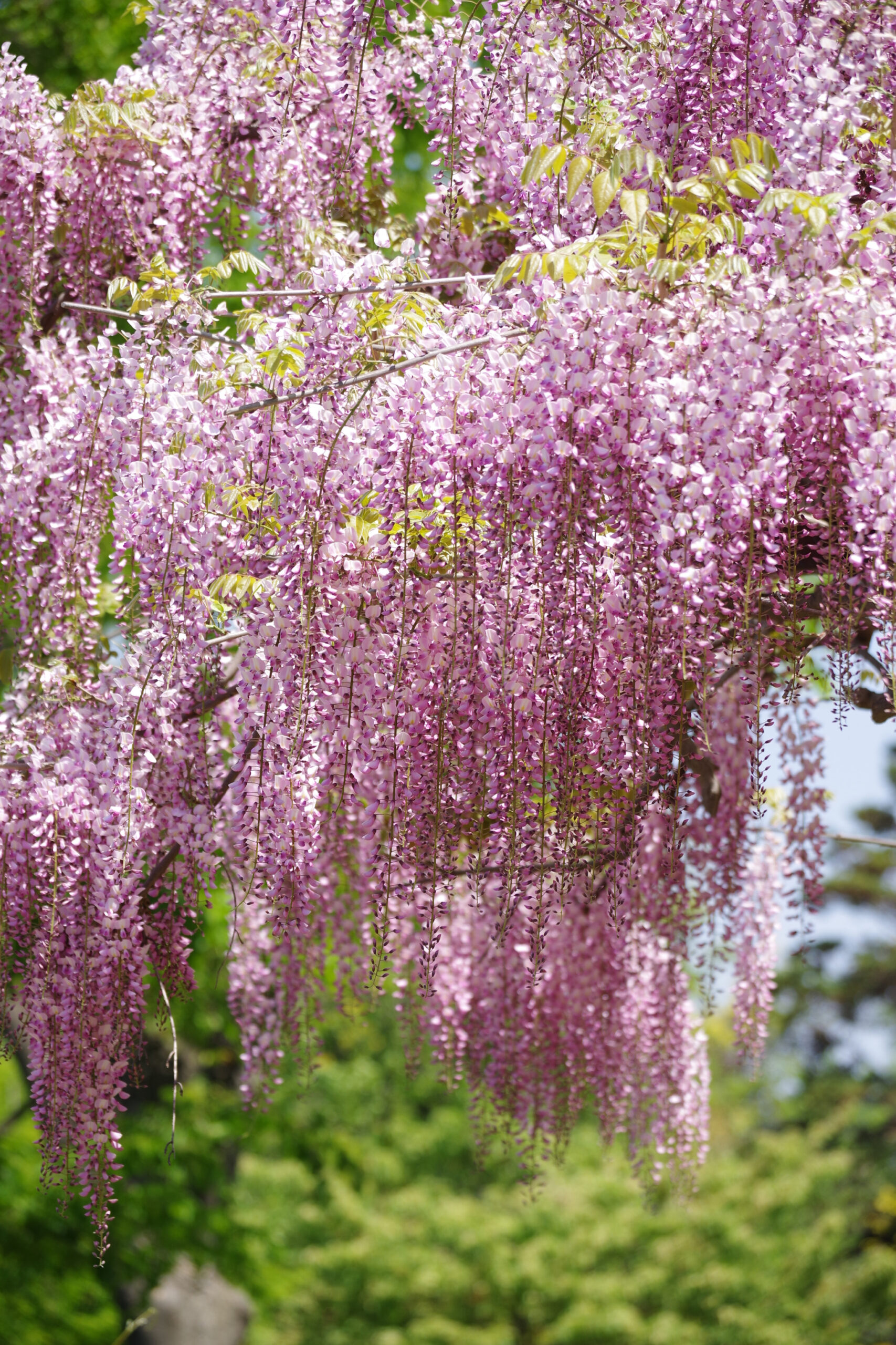 Purple wisteria flowers hanging in clusters from a Japanese garden trellis