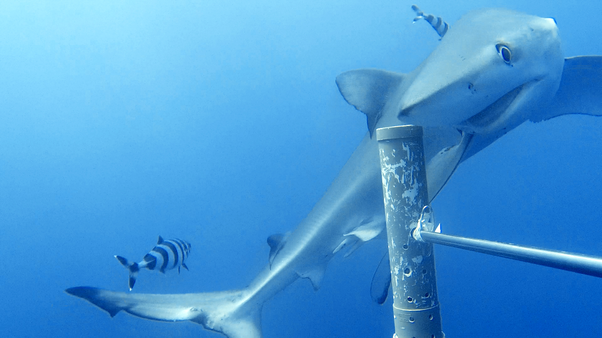 A blue shark swimming in the open ocean, the primary species caught by Kesennuma's fishing fleet