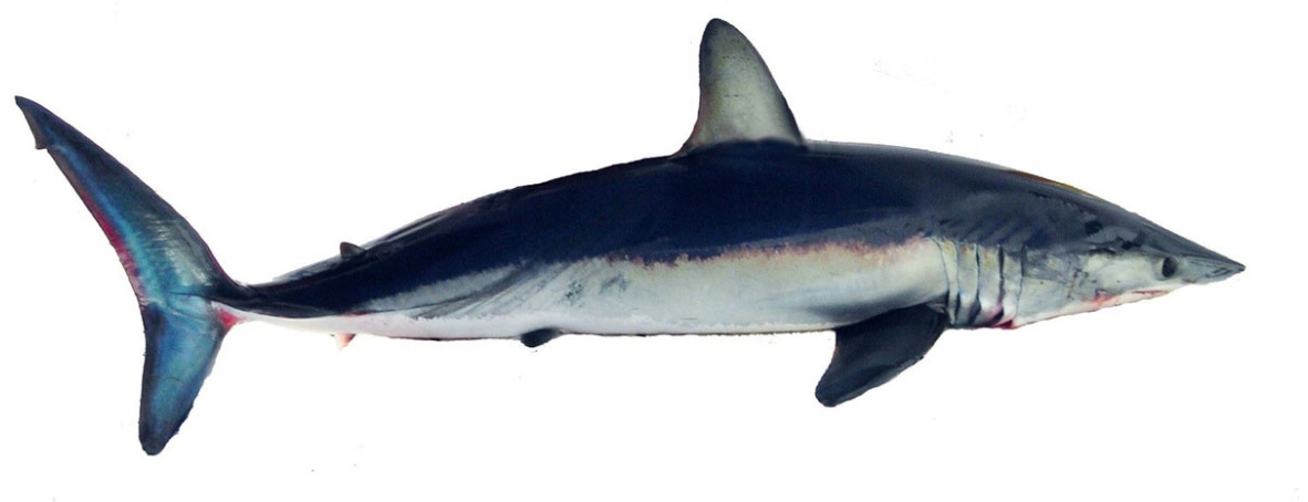 A shortfin mako shark, the fastest shark species and a Kesennuma fishing target