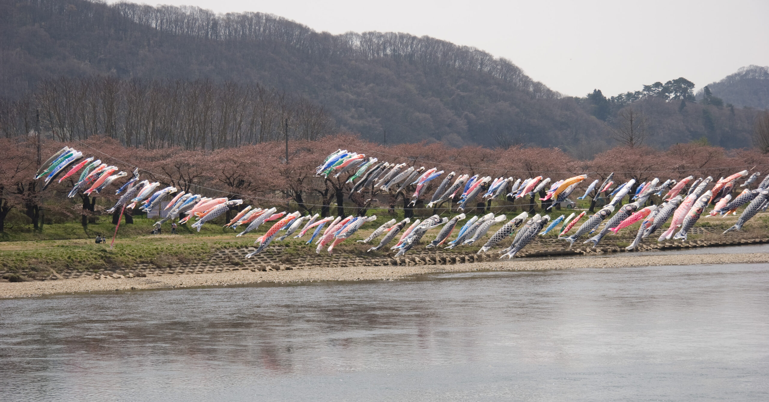 Colorful koinobori carp streamers flying over the Kitakamigawa river with Tenshochi cherry trees in the background