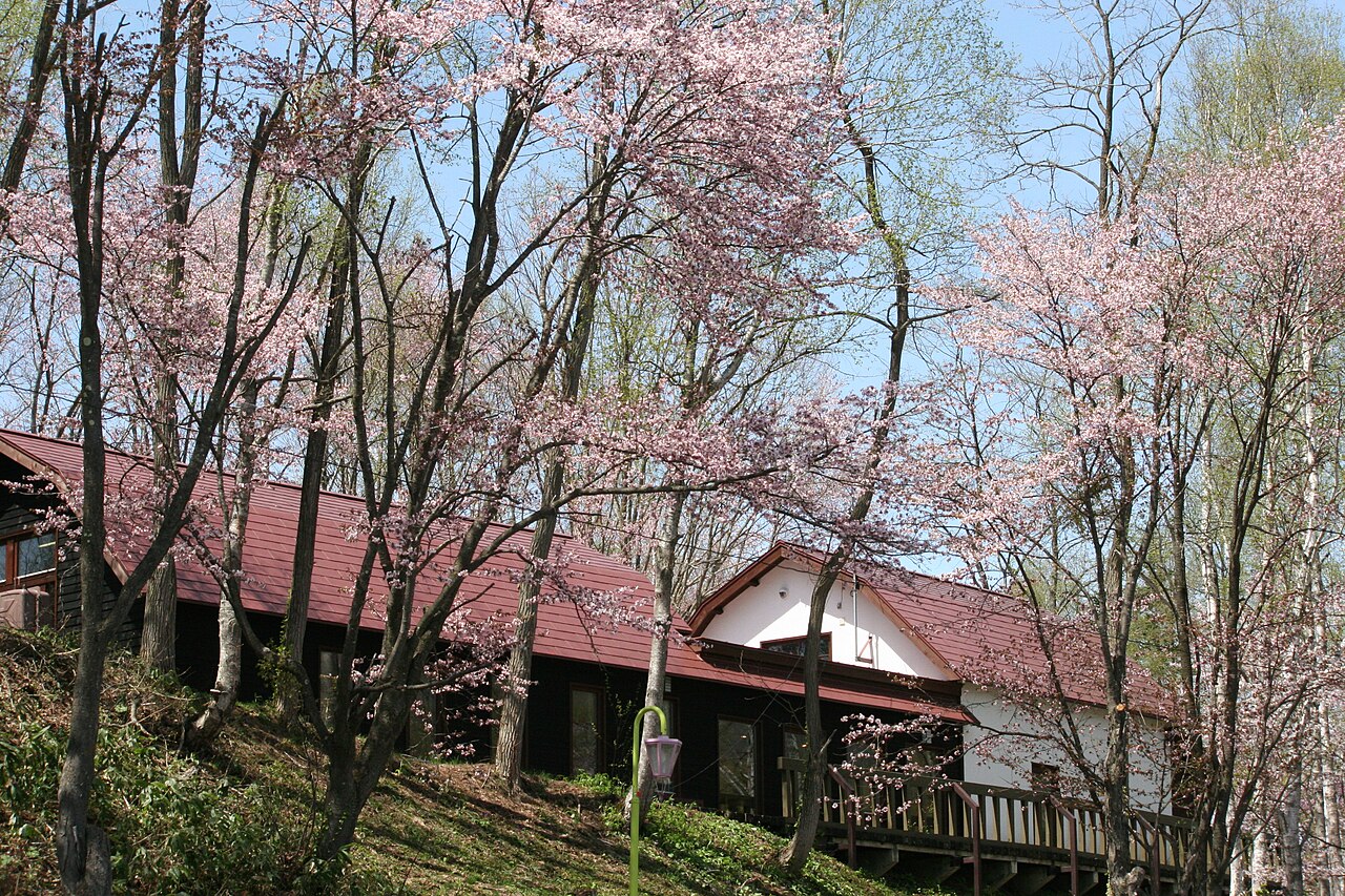 Cherry blossom trees lining the riverbank at Hitome Senbonzakura, Ogawara, Miyagi