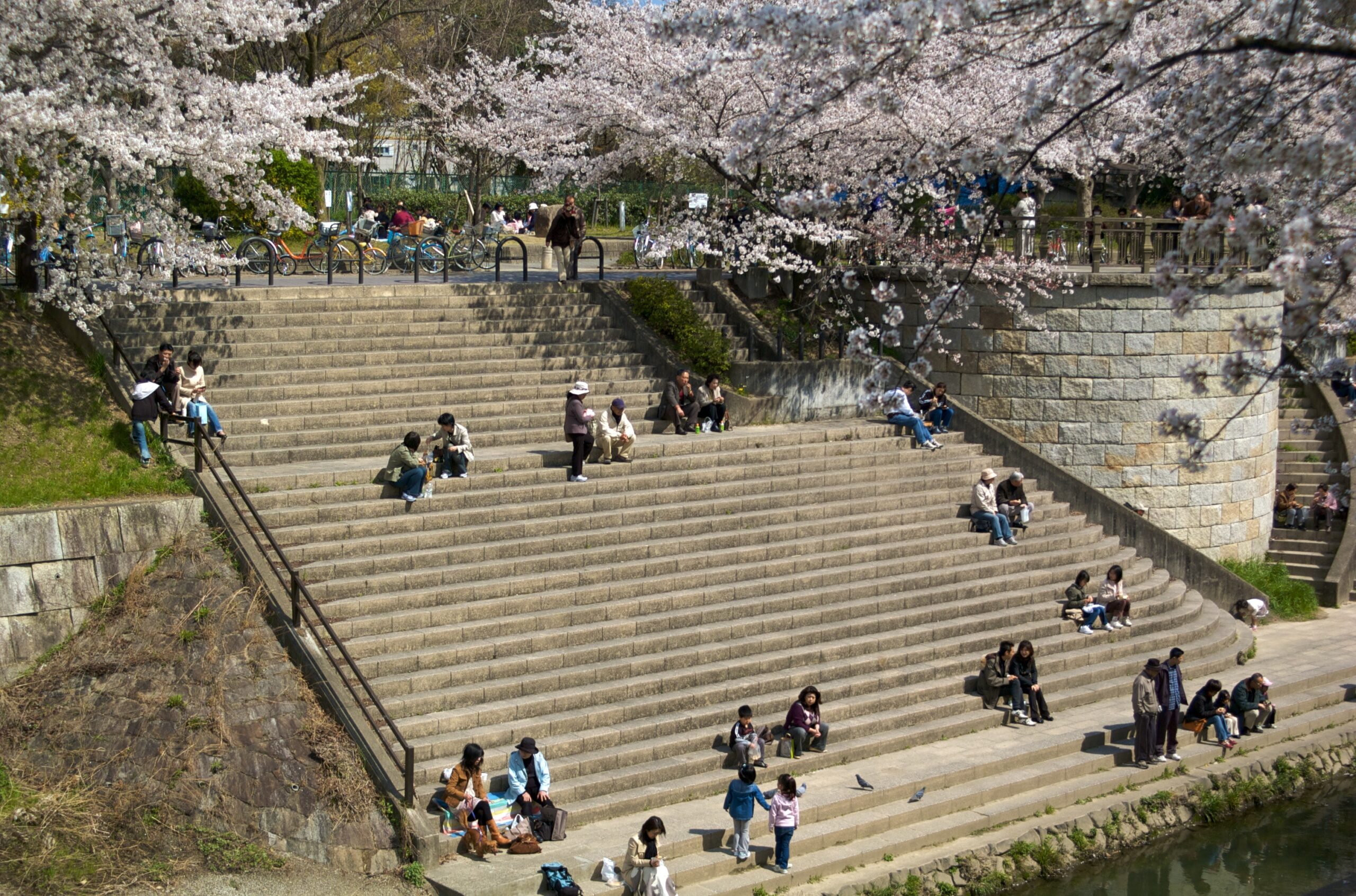 People enjoying hanami cherry blossom viewing picnics beside a river in Japan