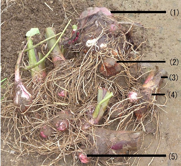 Freshly harvested satoimo taro root, the key ingredient in Yamagata's imoni hot pot