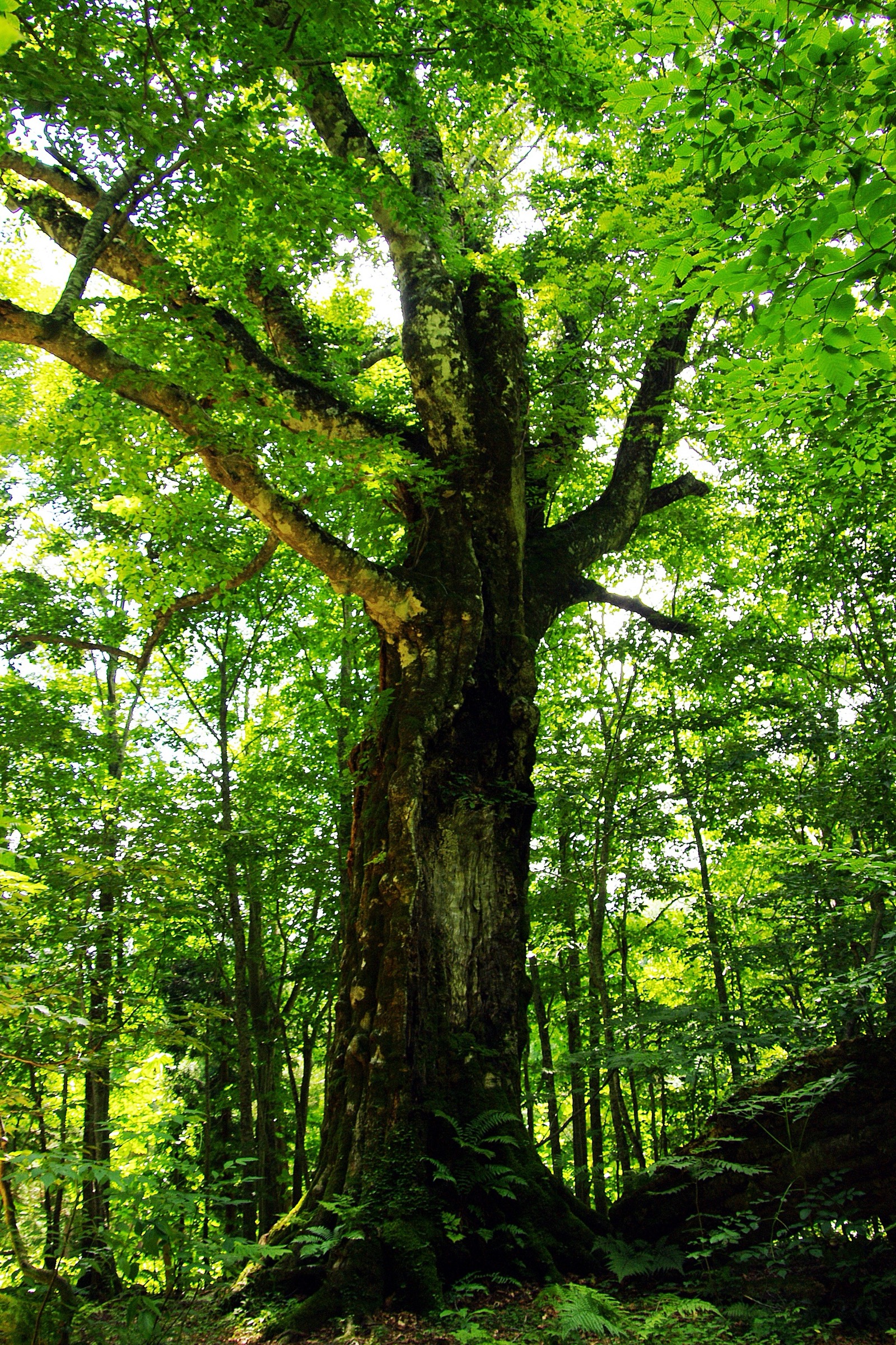 Ancient beech tree in Shirakami-Sanchi forest with massive root system and thick trunk covered in moss and lichen
