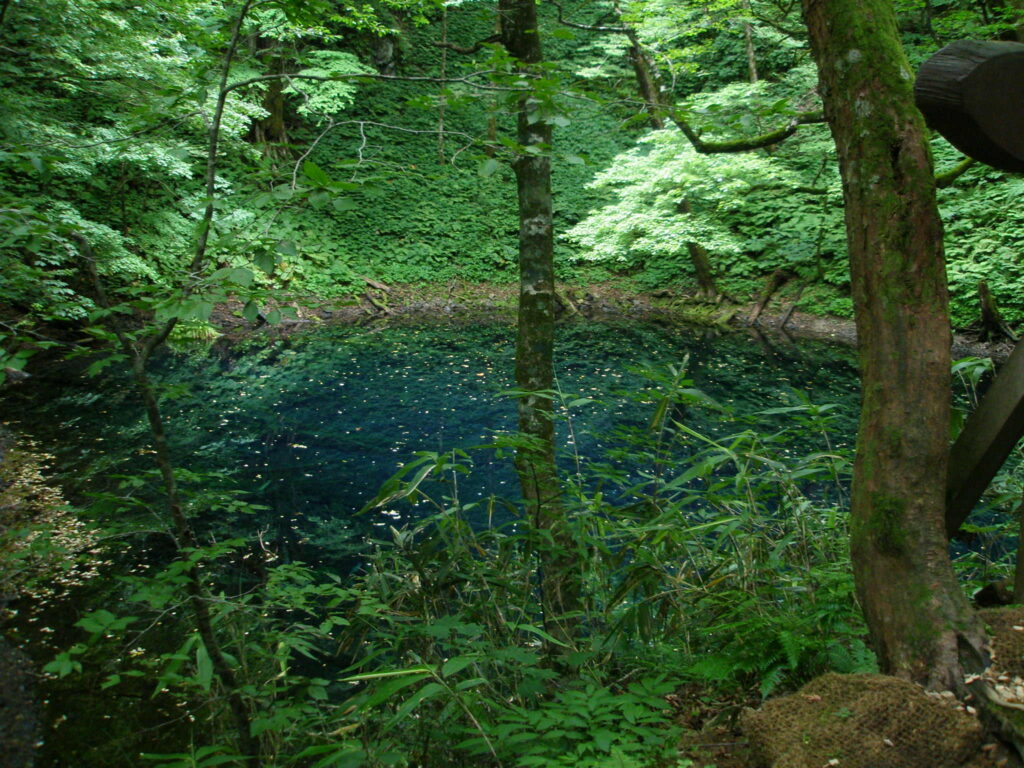 Aoike Blue Pond in Shirakami-Sanchi, Aomori - emerald water with submerged trees