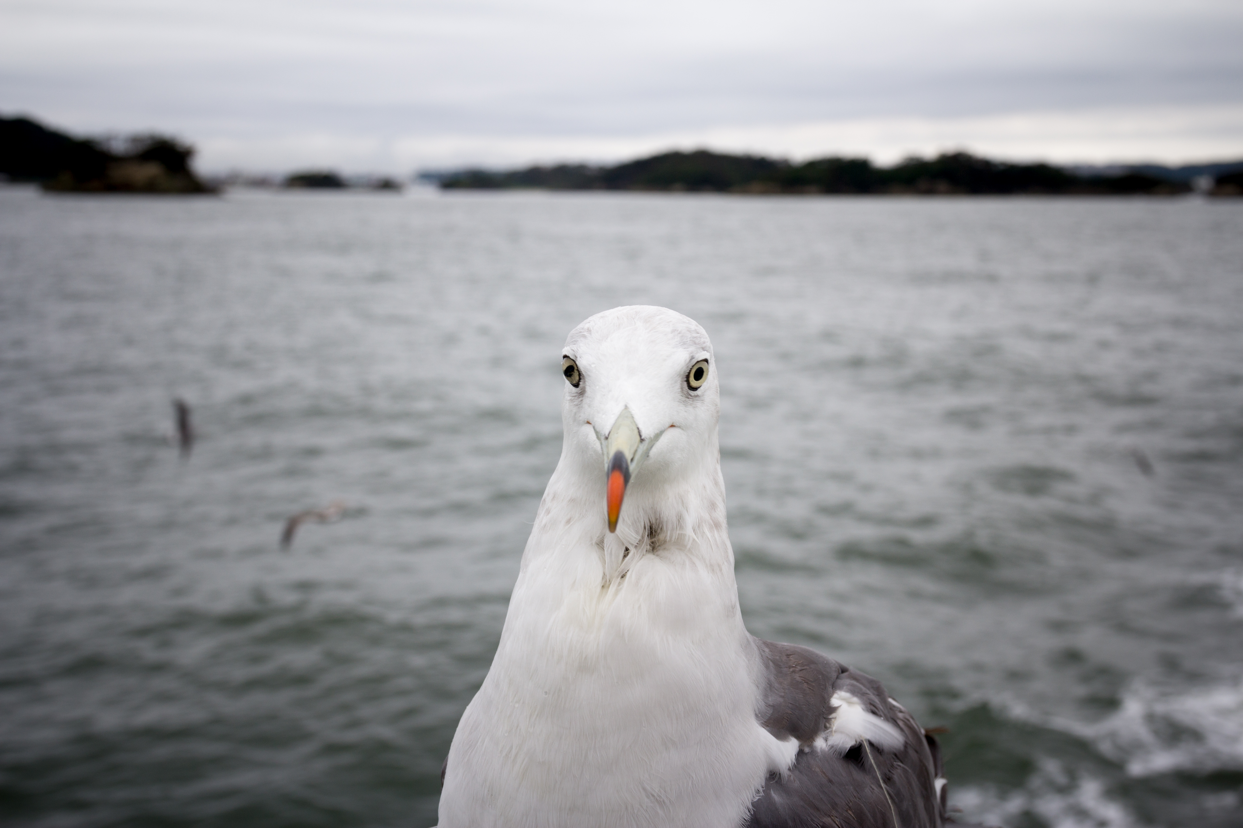 Matsushima Bay with its 260 pine-covered islands, Miyagi Prefecture