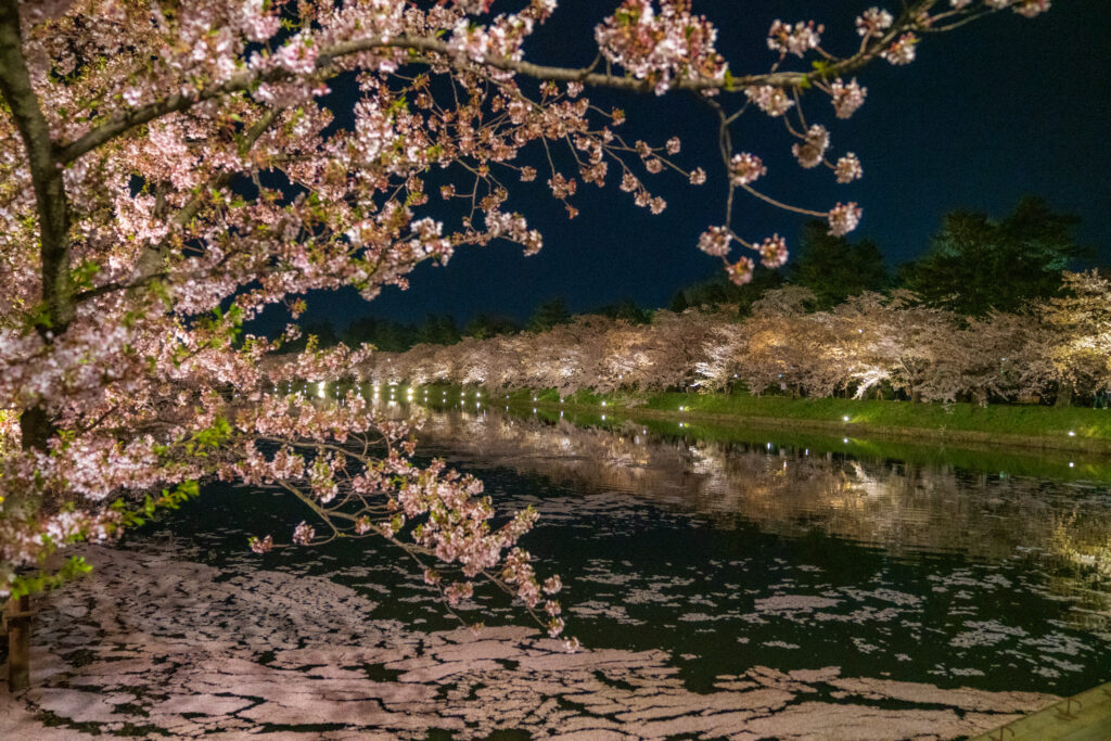 Hirosaki Castle cherry blossom festival, Aomori - thousands of blooming sakura trees