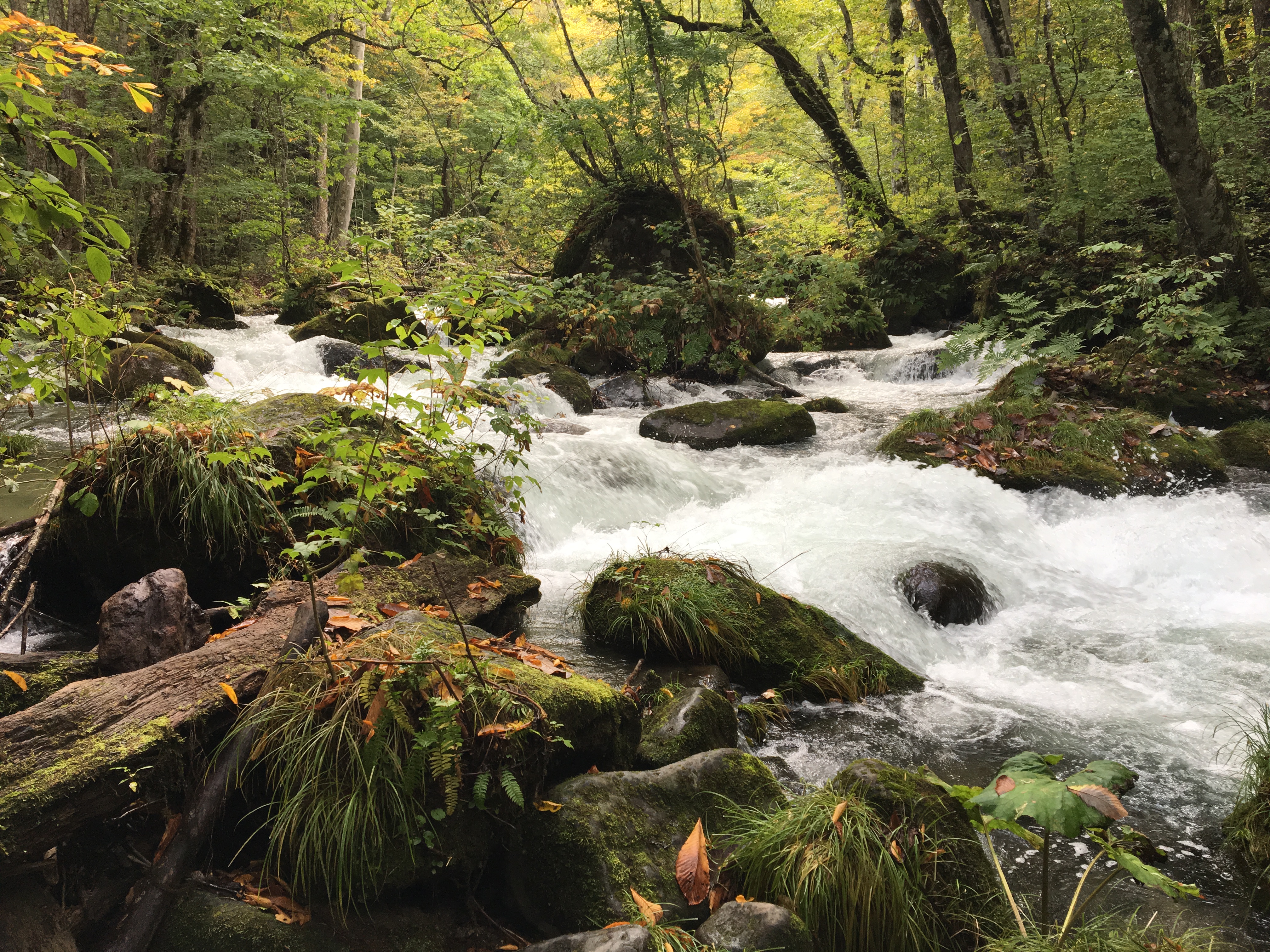 Oirase Stream in Towada-Hachimantai National Park Japan