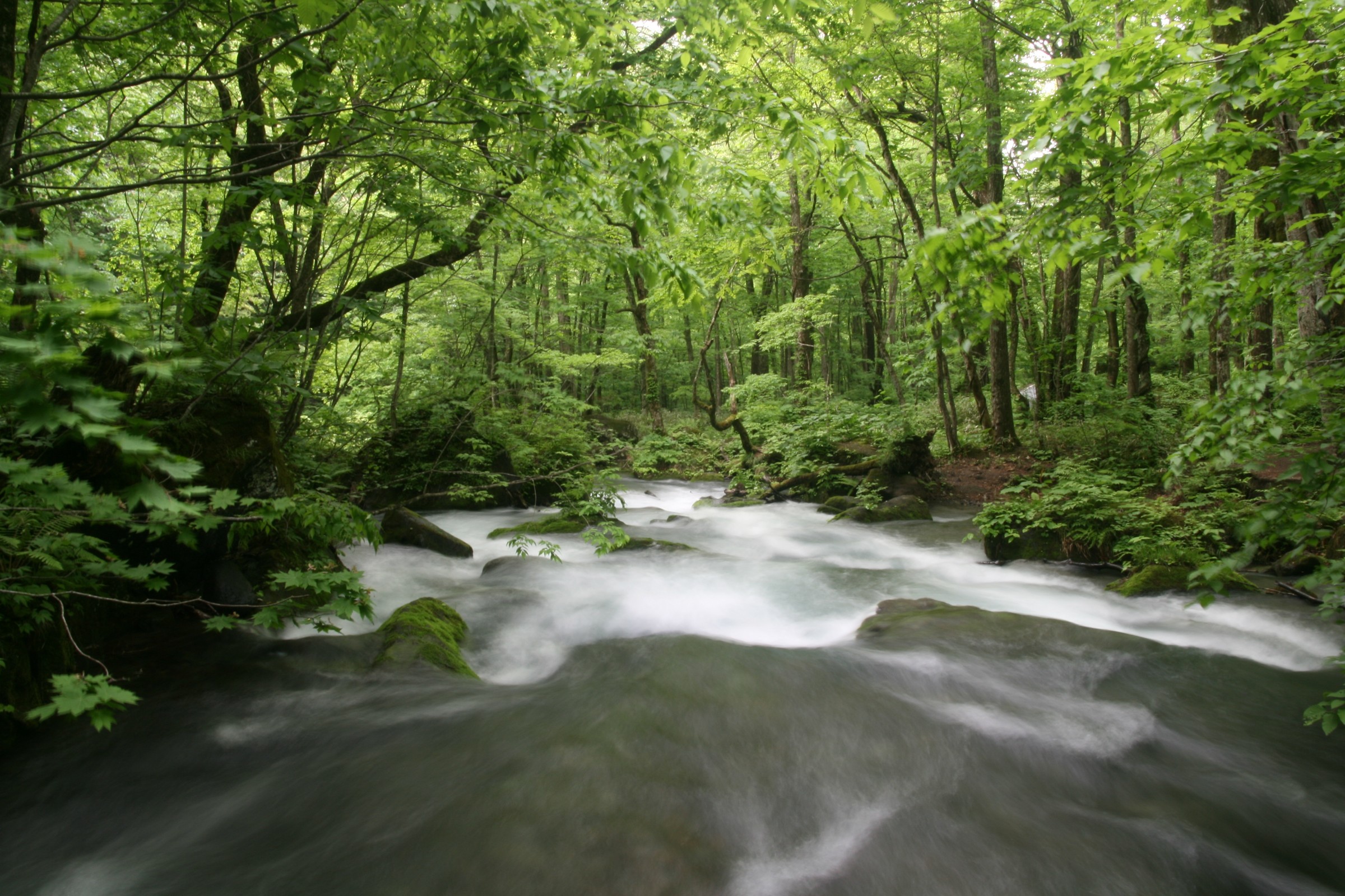 Oirase Mountain Stream flowing through autumn forest in Aomori Japan
