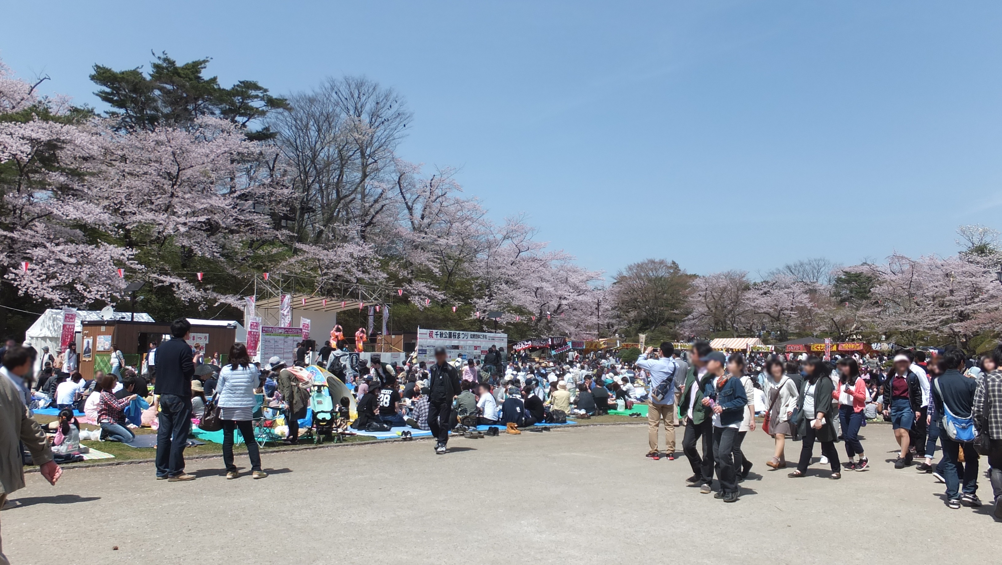Hanami cherry blossom viewing at Senshu Park, Akita City