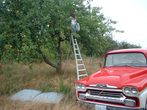 Apple orchard at harvest time with ripe red apples ready for picking