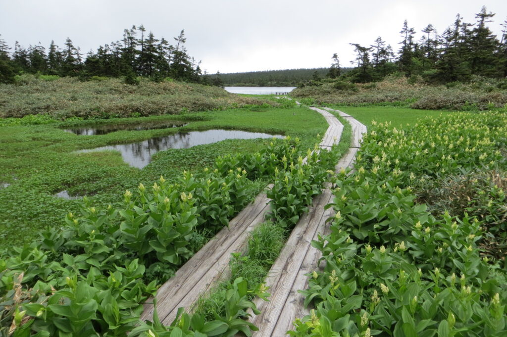 Hachimantai plateau landscape showing the vast open highland terrain with volcanic features and forested slopes