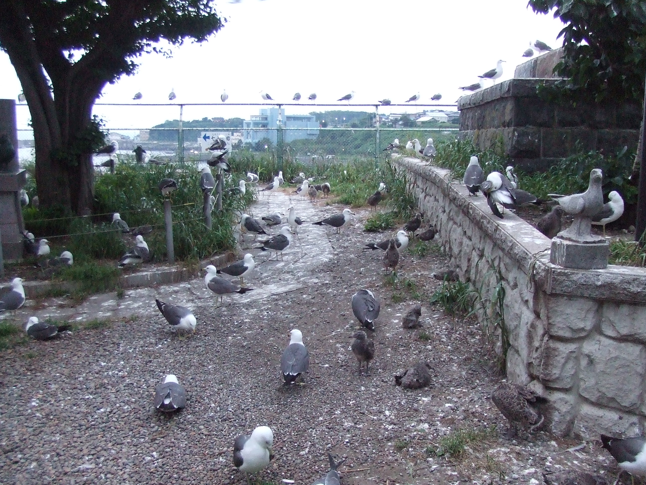 Kabushima Island causeway and seabird colony Hachinohe