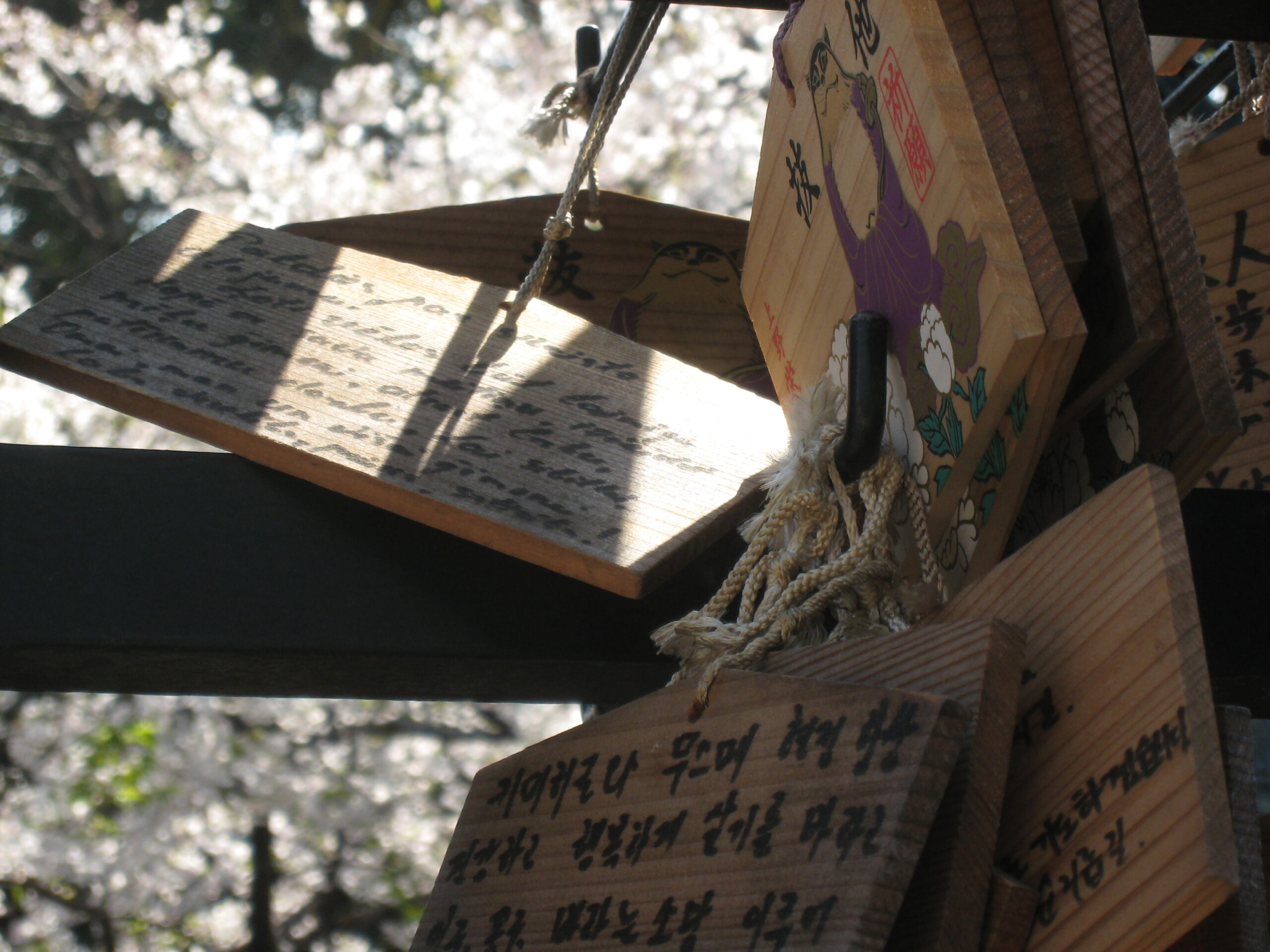 Traditional hanami cherry blossom viewing in Japan