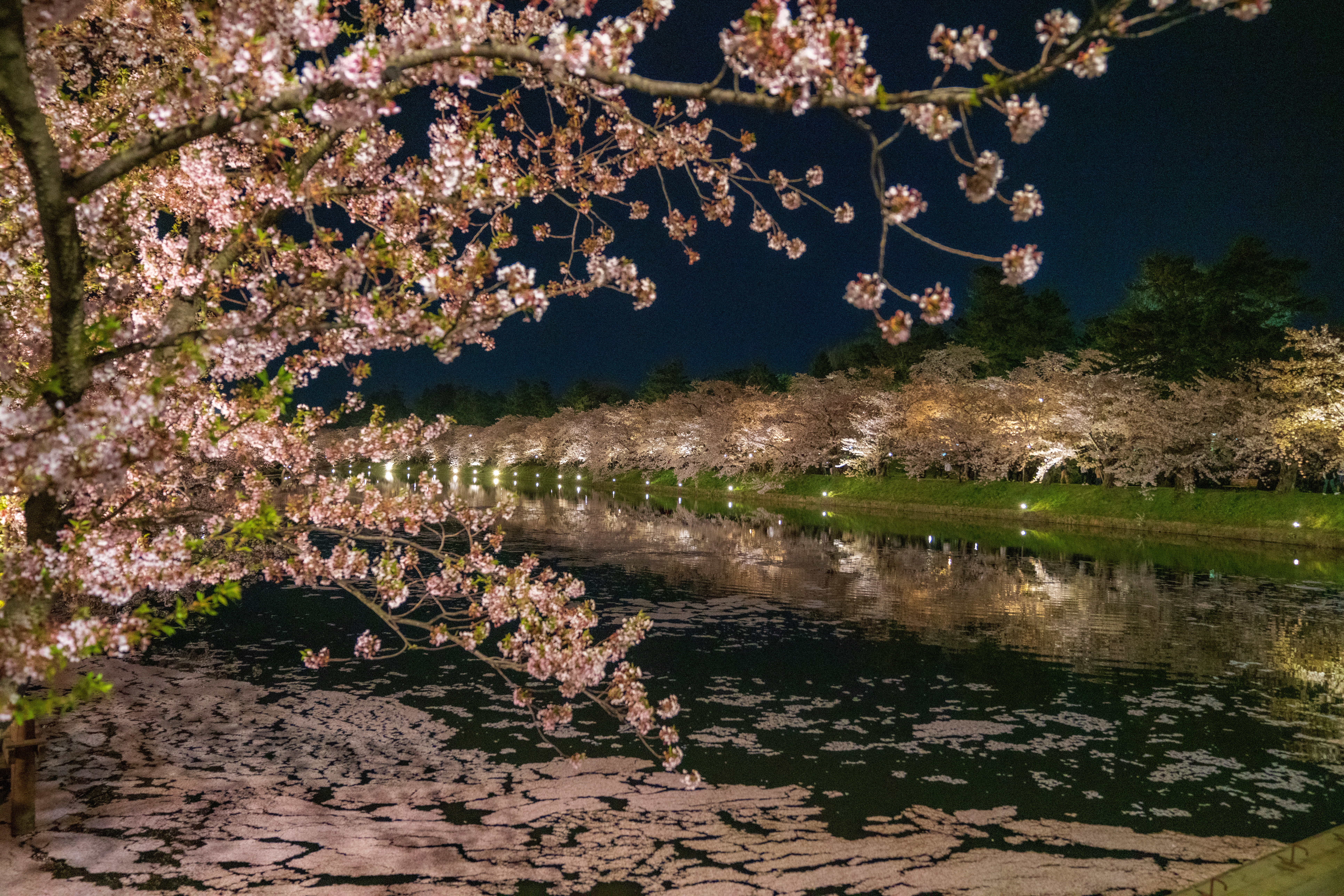 Cherry blossom season at Hirosaki in Aomori Prefecture, Japan, with mountains in the background
