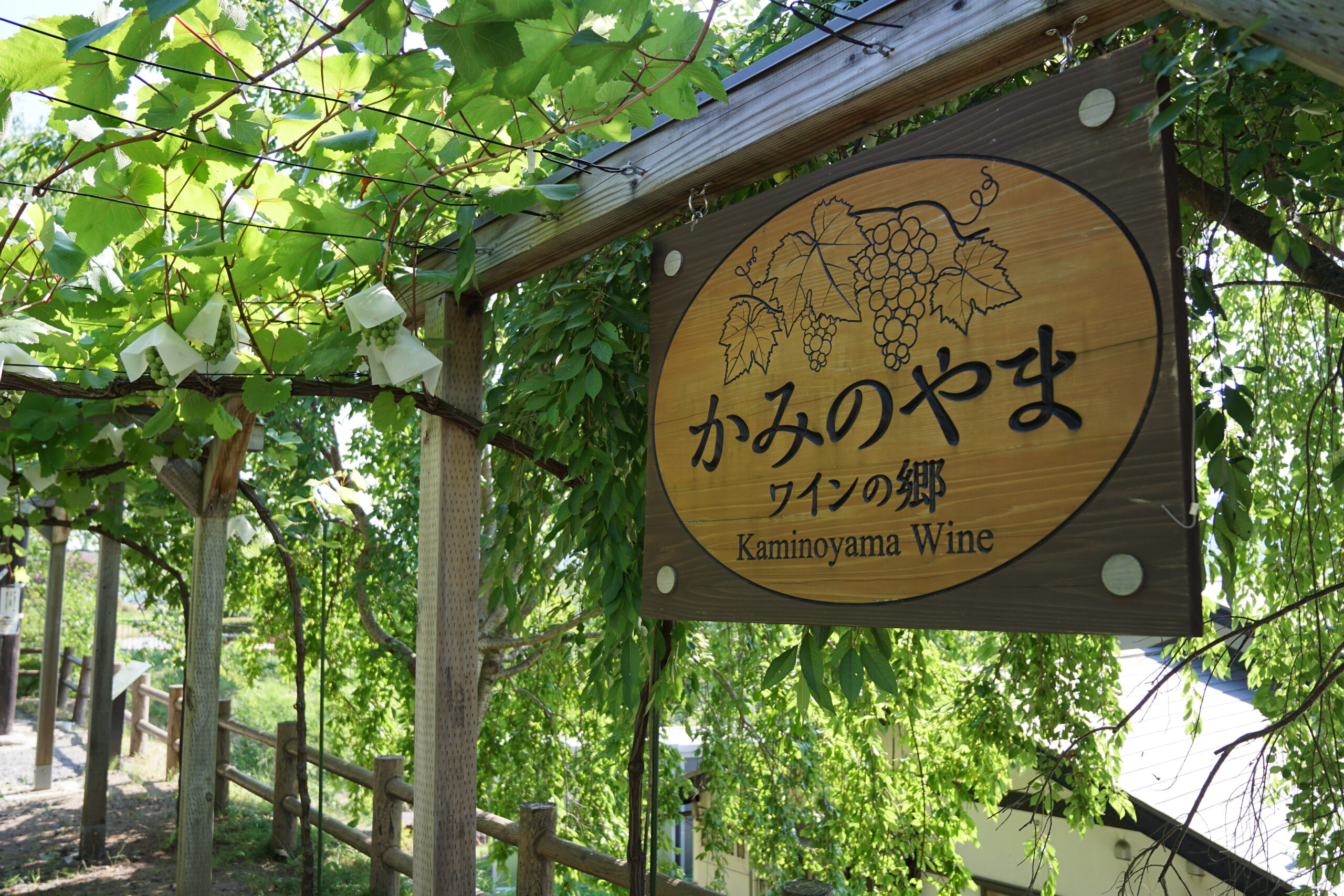 Vineyard rows in Kaminoyama with Yamagata mountains in the background