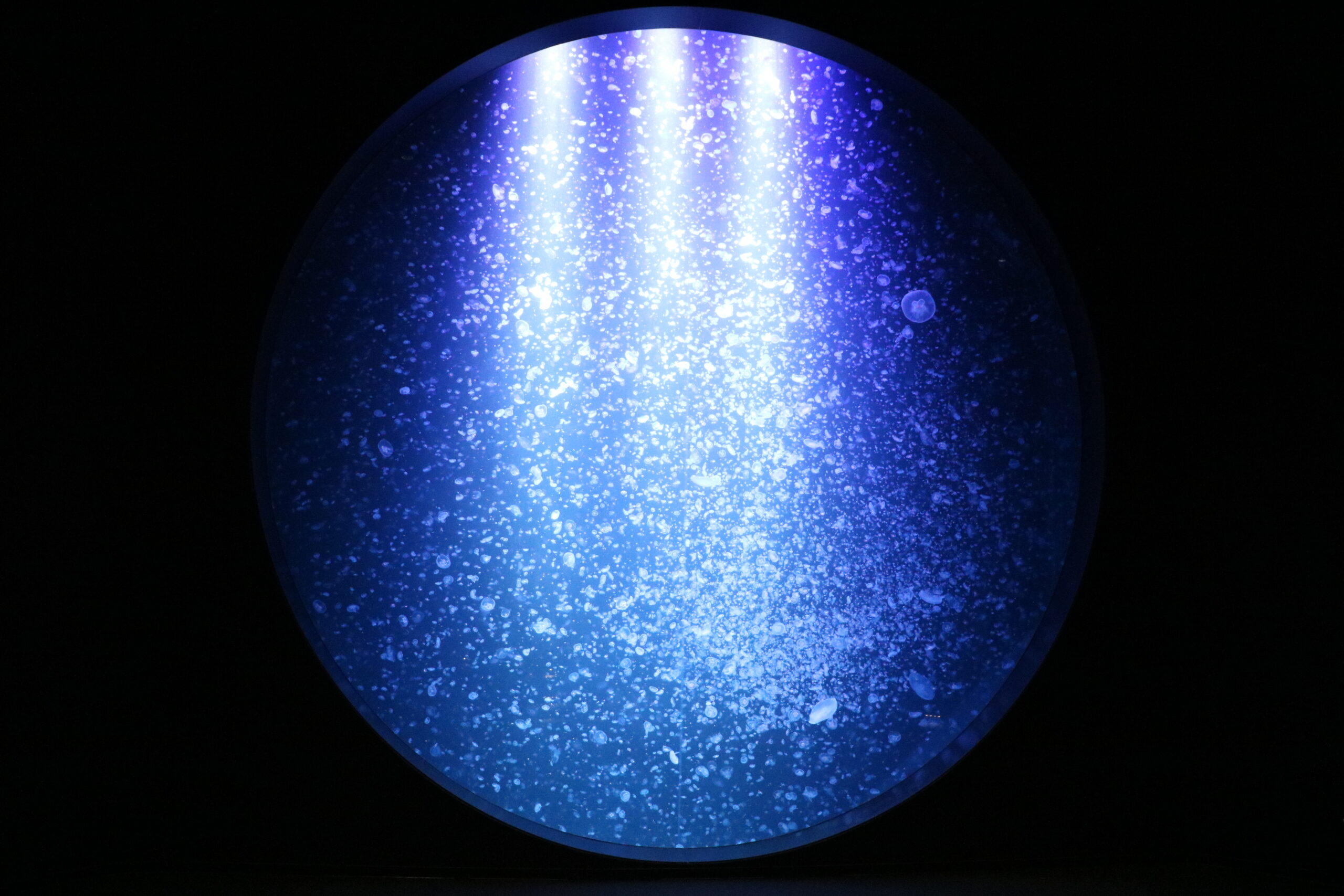 Spectacular jellyfish display at Kamo Aquarium, Sakata