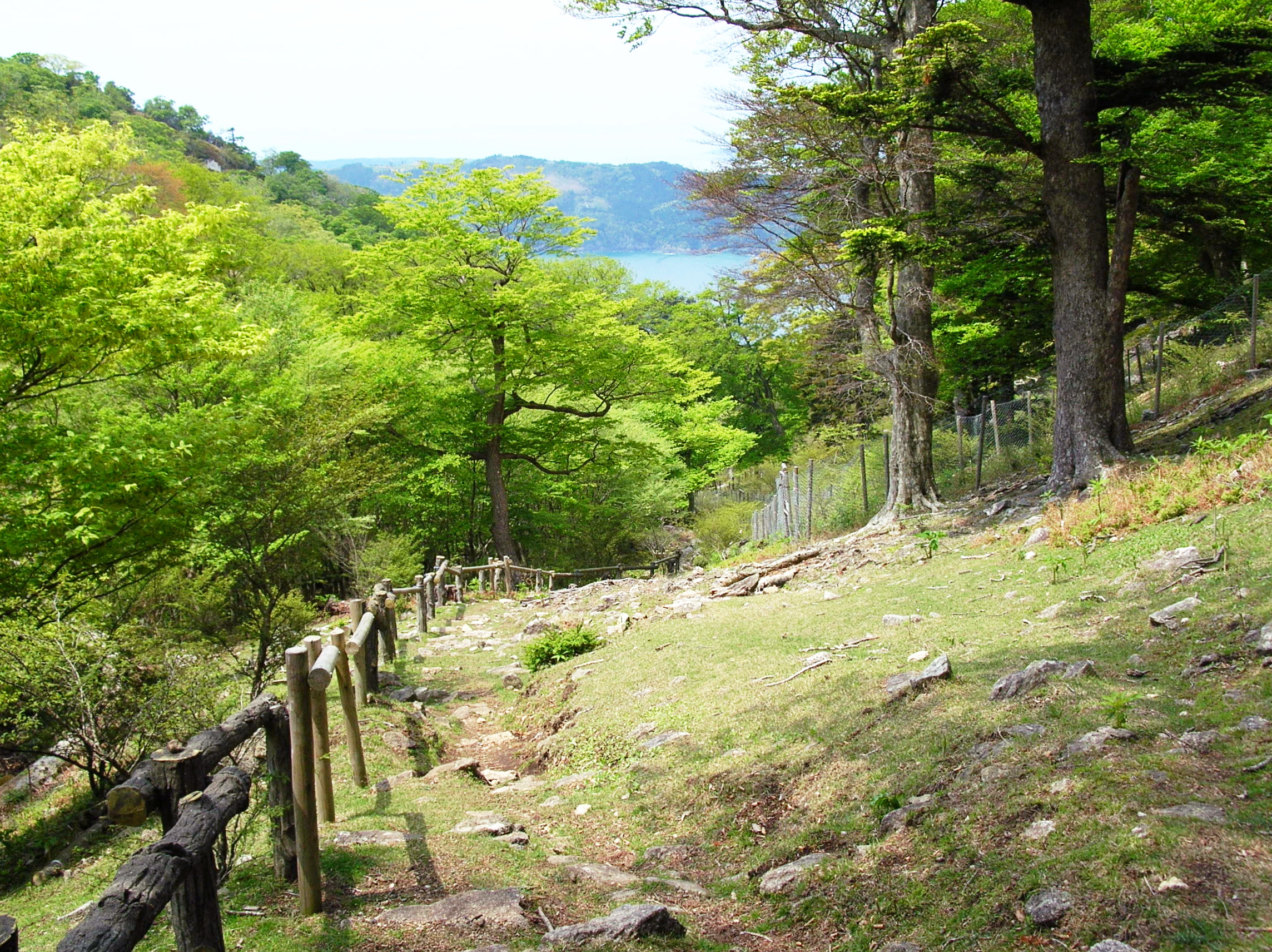 Hiking trail on Kinkasan Island through cedar forest, Miyagi Japan
