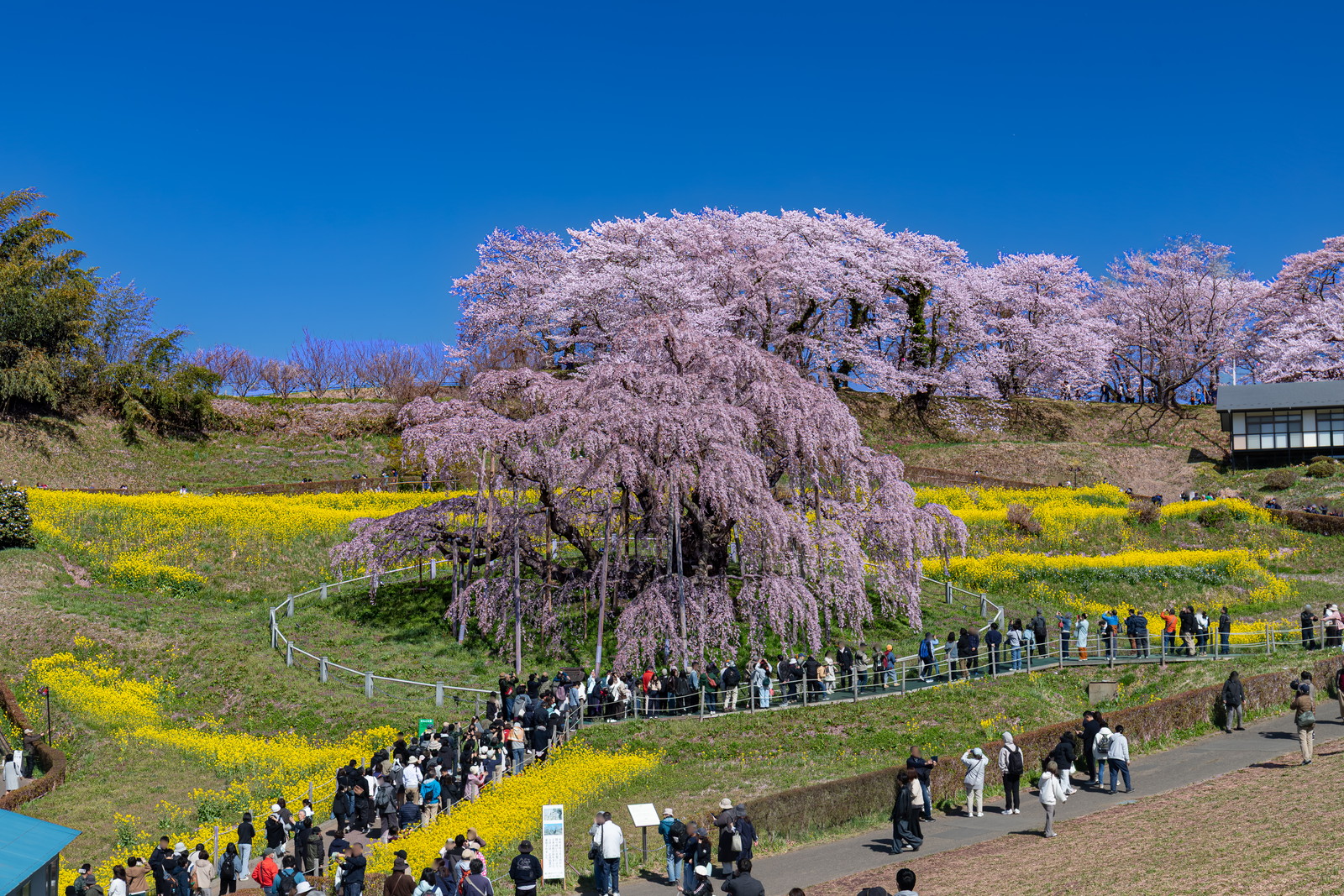 Aerial view of Miharu Takizakura with the massive canopy spread across the hillside