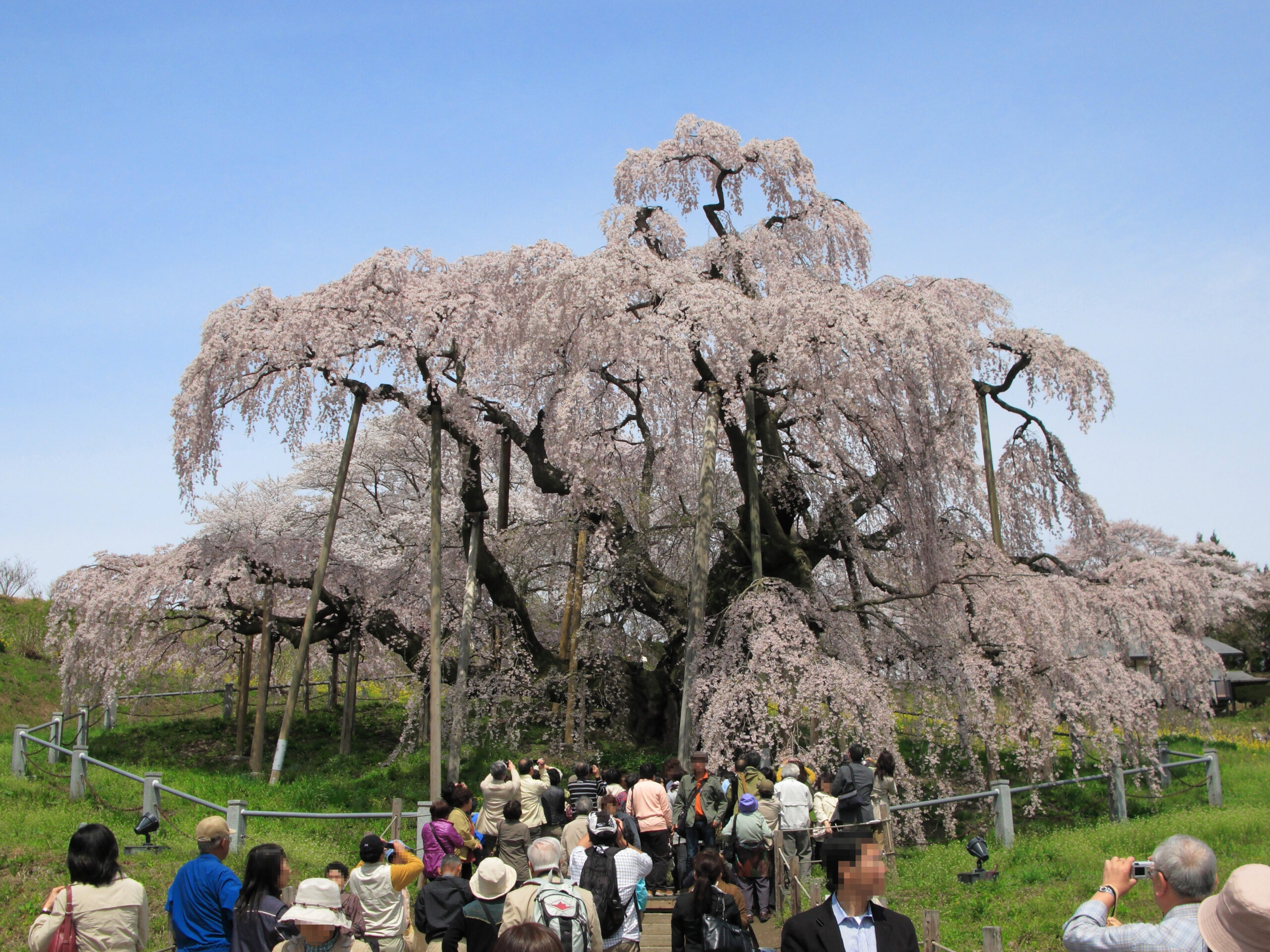Miharu Takizakura cherry tree in full bloom, front view showing the massive canopy