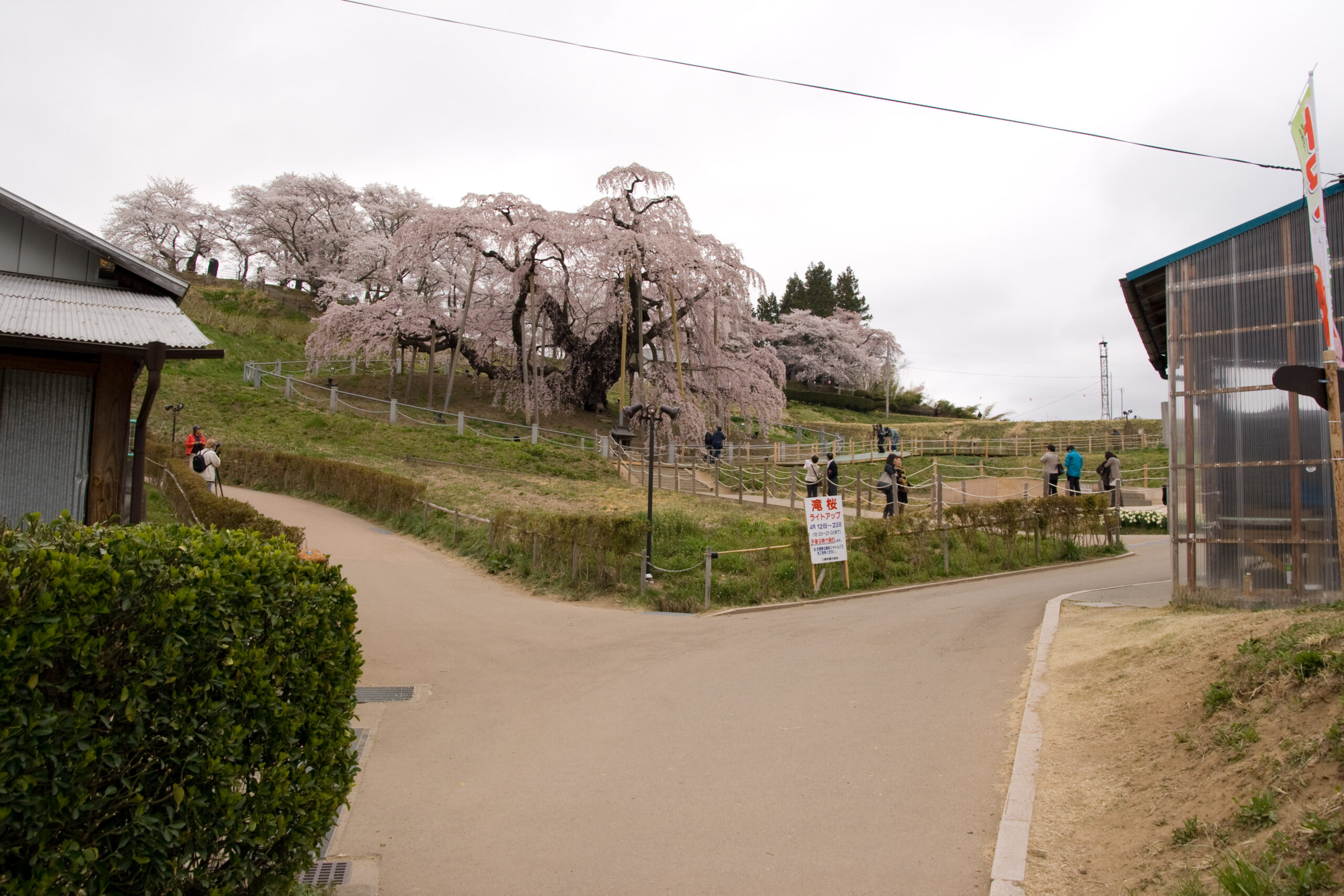 Miharu Takizakura set against Fukushima countryside with mountains in the background