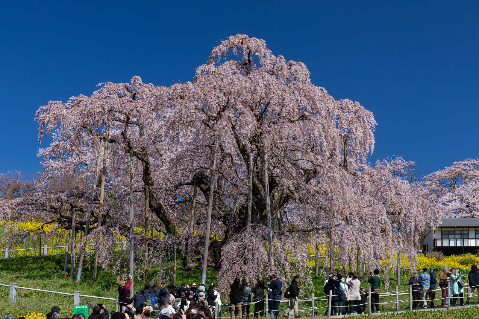 Miharu Takizakura in spring 2026 bloom with visitors beneath the canopy