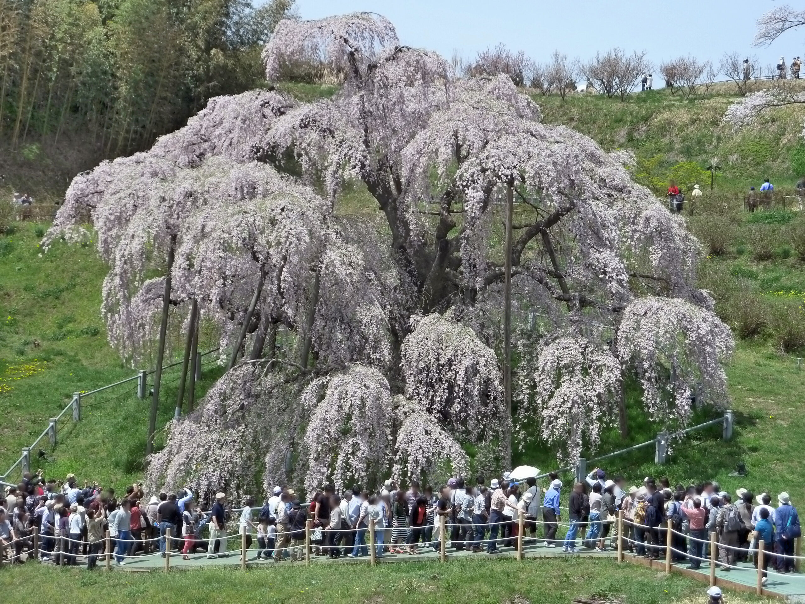 Miharu Takizakura cascading branches like a waterfall of cherry blossoms
