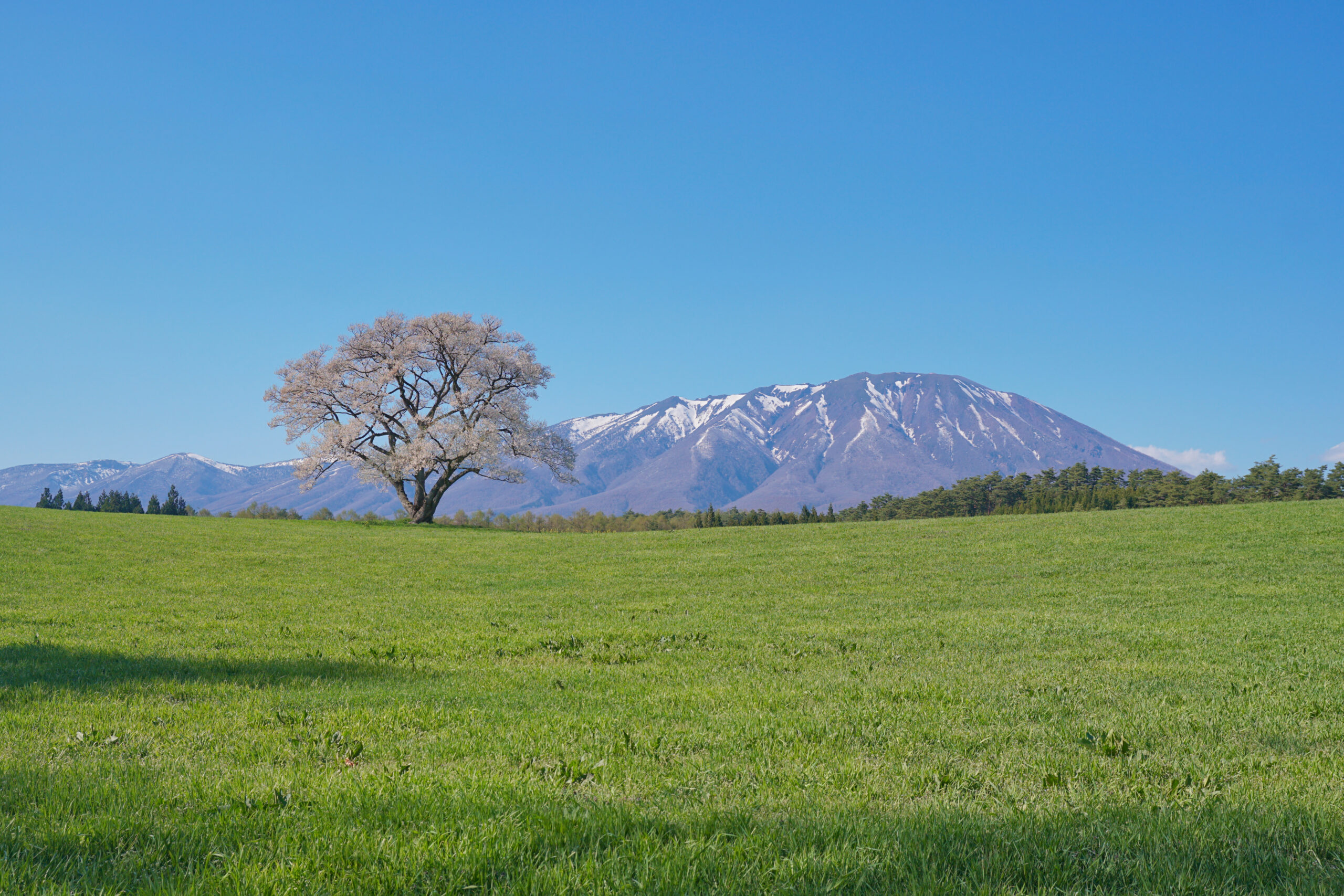 Cherry tree in bloom with Mount Iwate in the background, Morioka spring