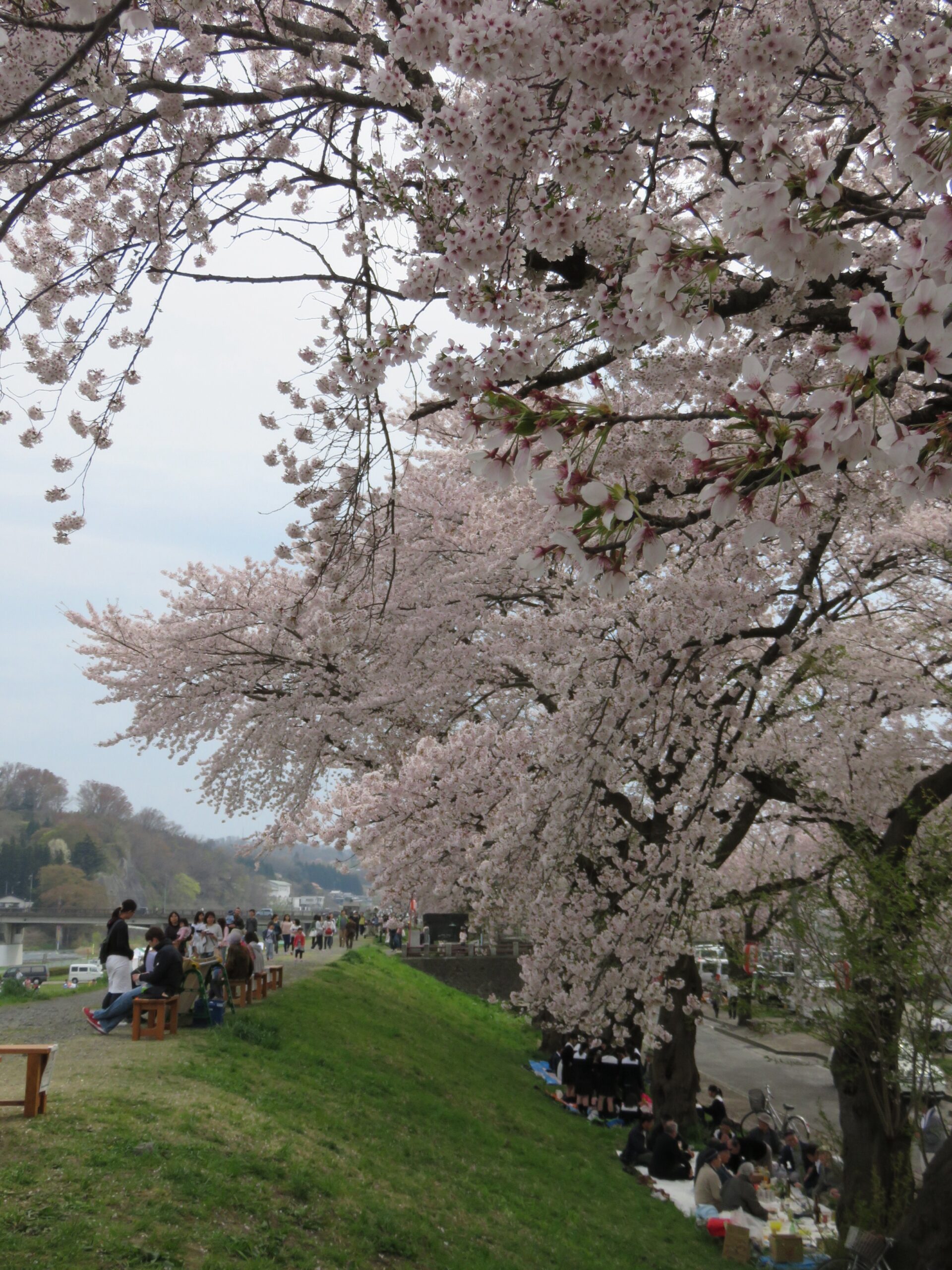 Cherry blossoms along the river in Iwate Prefecture