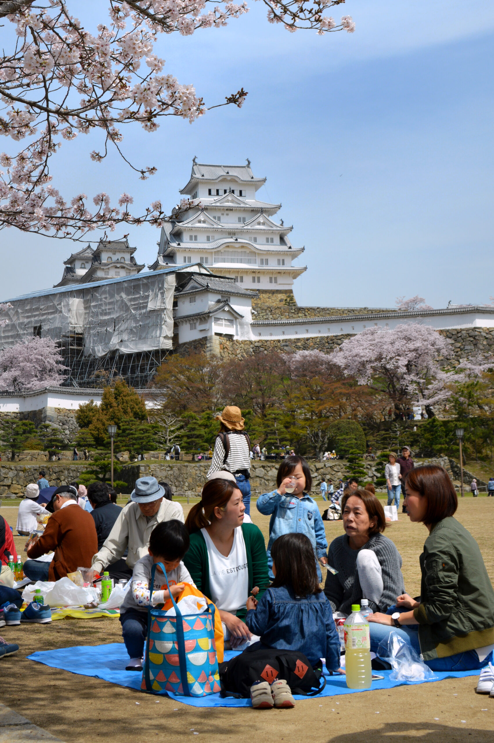 Spring cherry blossom season in Japan