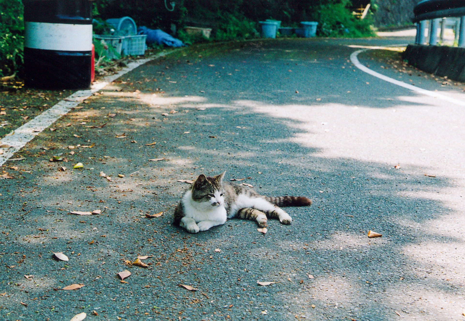 A cat relaxing on the road at Tashirojima, Japan's famous cat island in Miyagi Prefecture