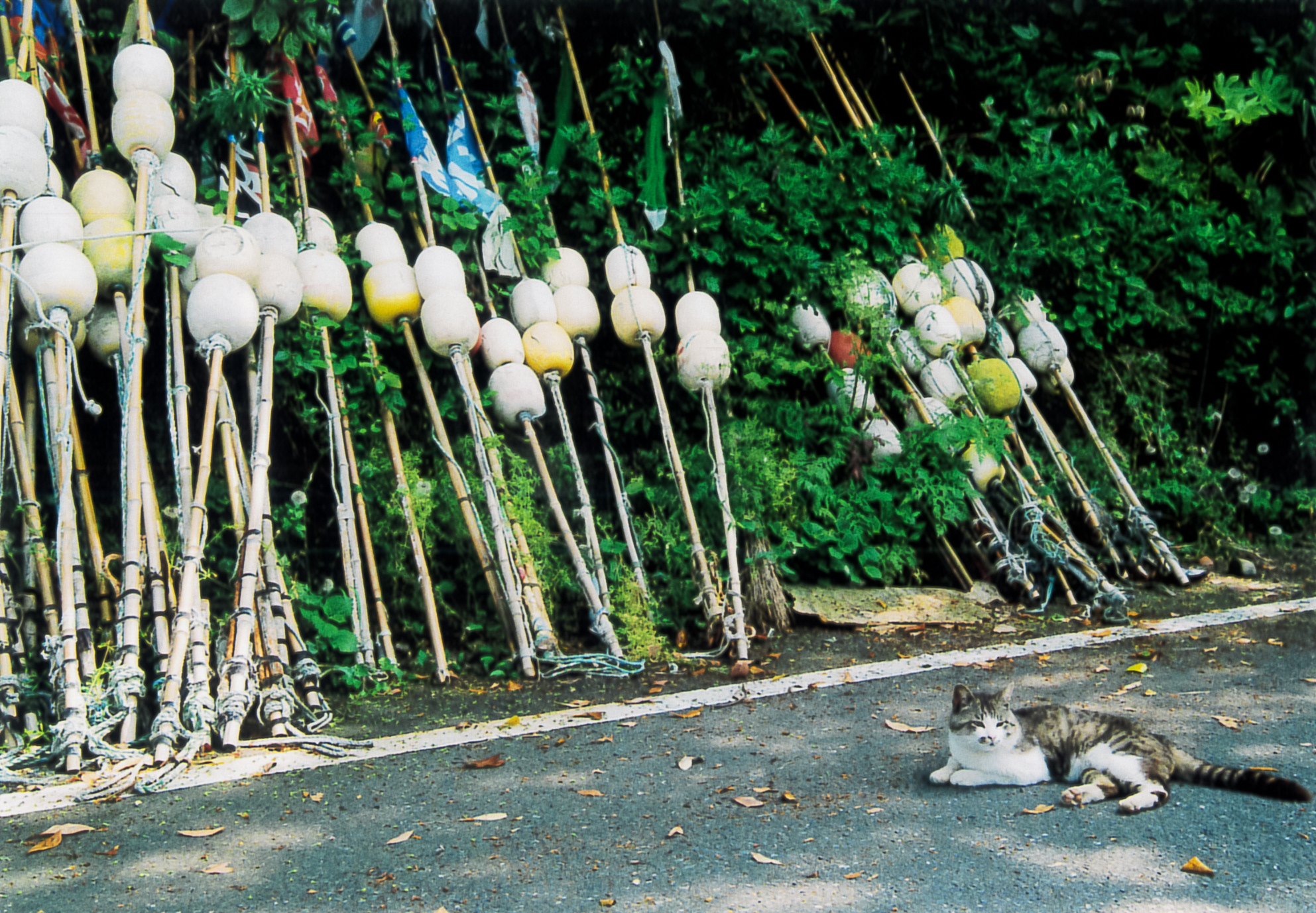 Fishing tools and a cat at Tashirojima island, showing the deep connection between fishing culture and cats
