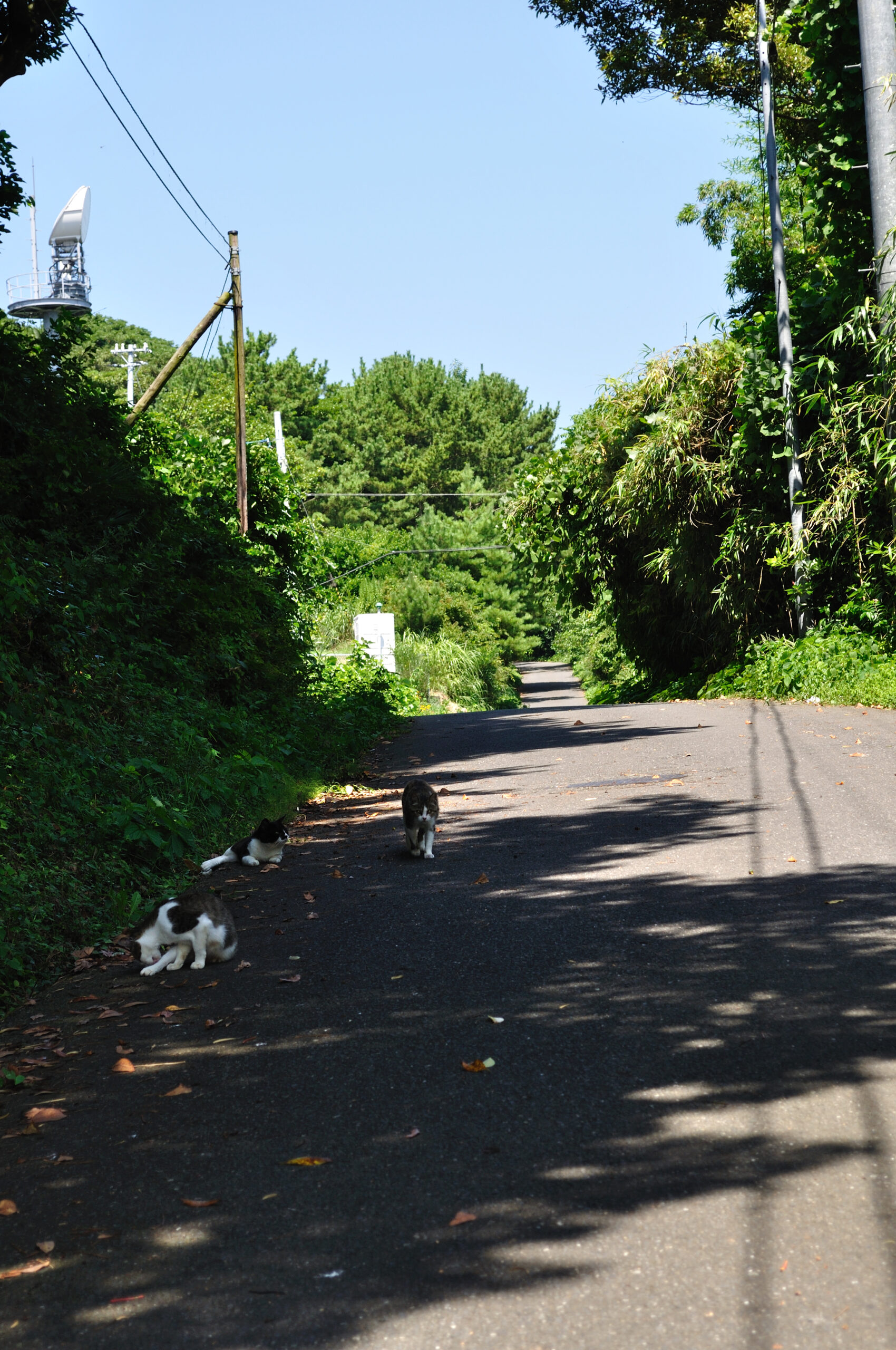 Scenic view of Tashirojima island, showing the rural landscape and coastal scenery of this Miyagi cat island