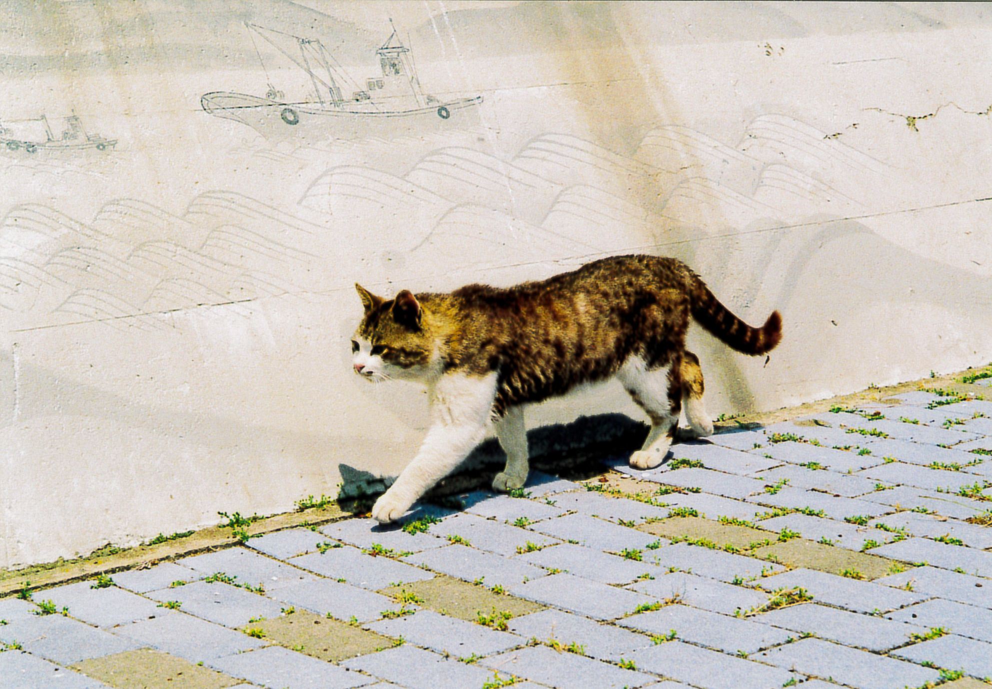 A cat walking freely along the path at Tashirojima island in Miyagi, Japan