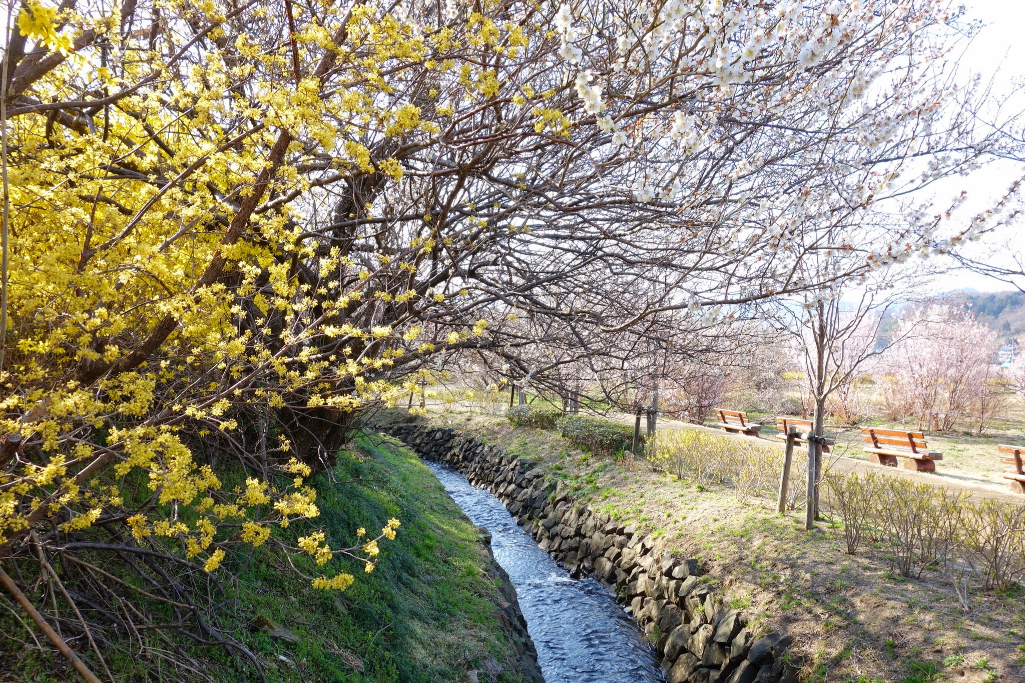 Panoramic view of Hanamiyama Park with flowering trees and Fukushima Basin in background