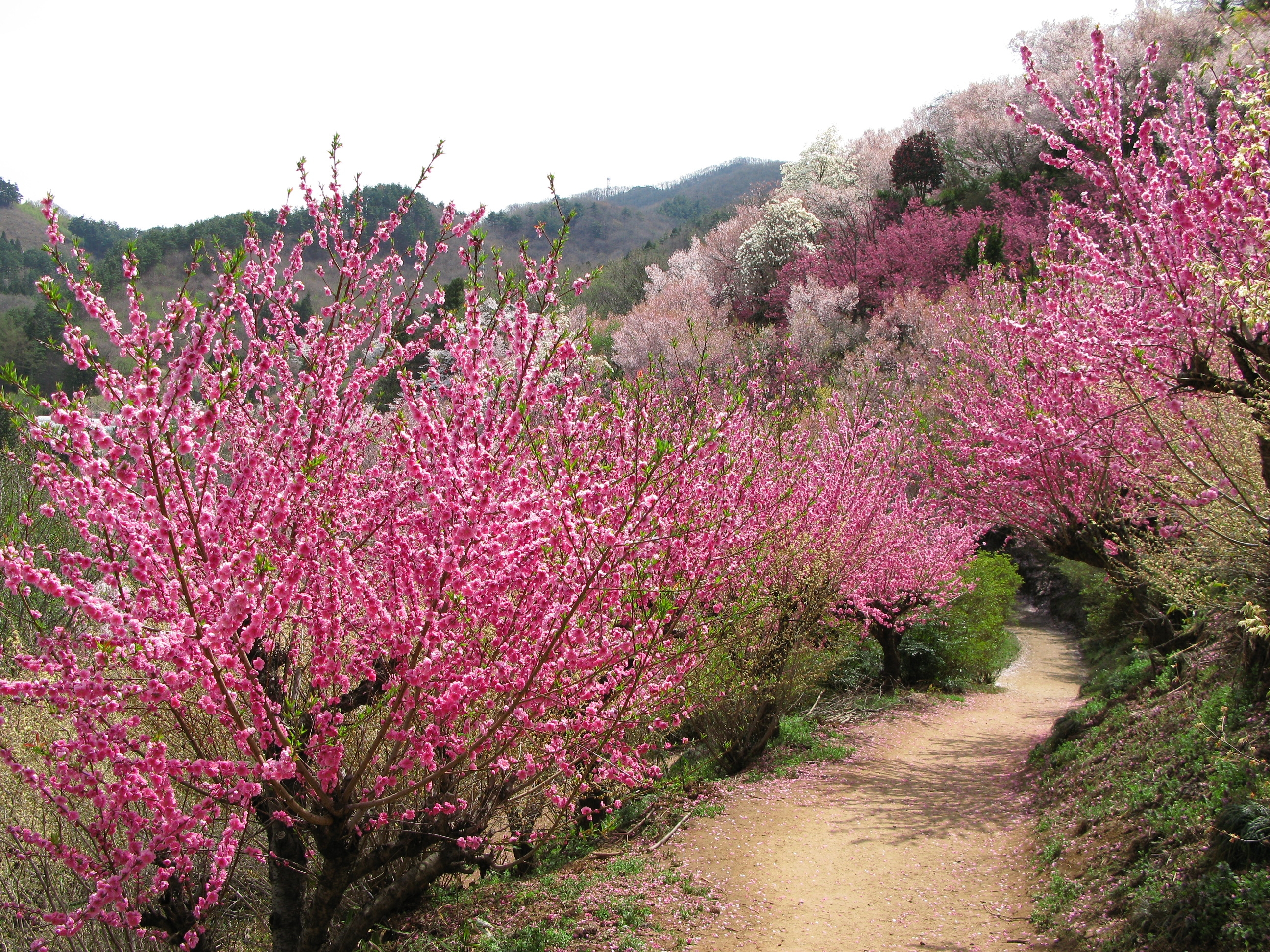 Walking path through Hanamiyama Park lined with cherry blossom trees and colorful spring flowers