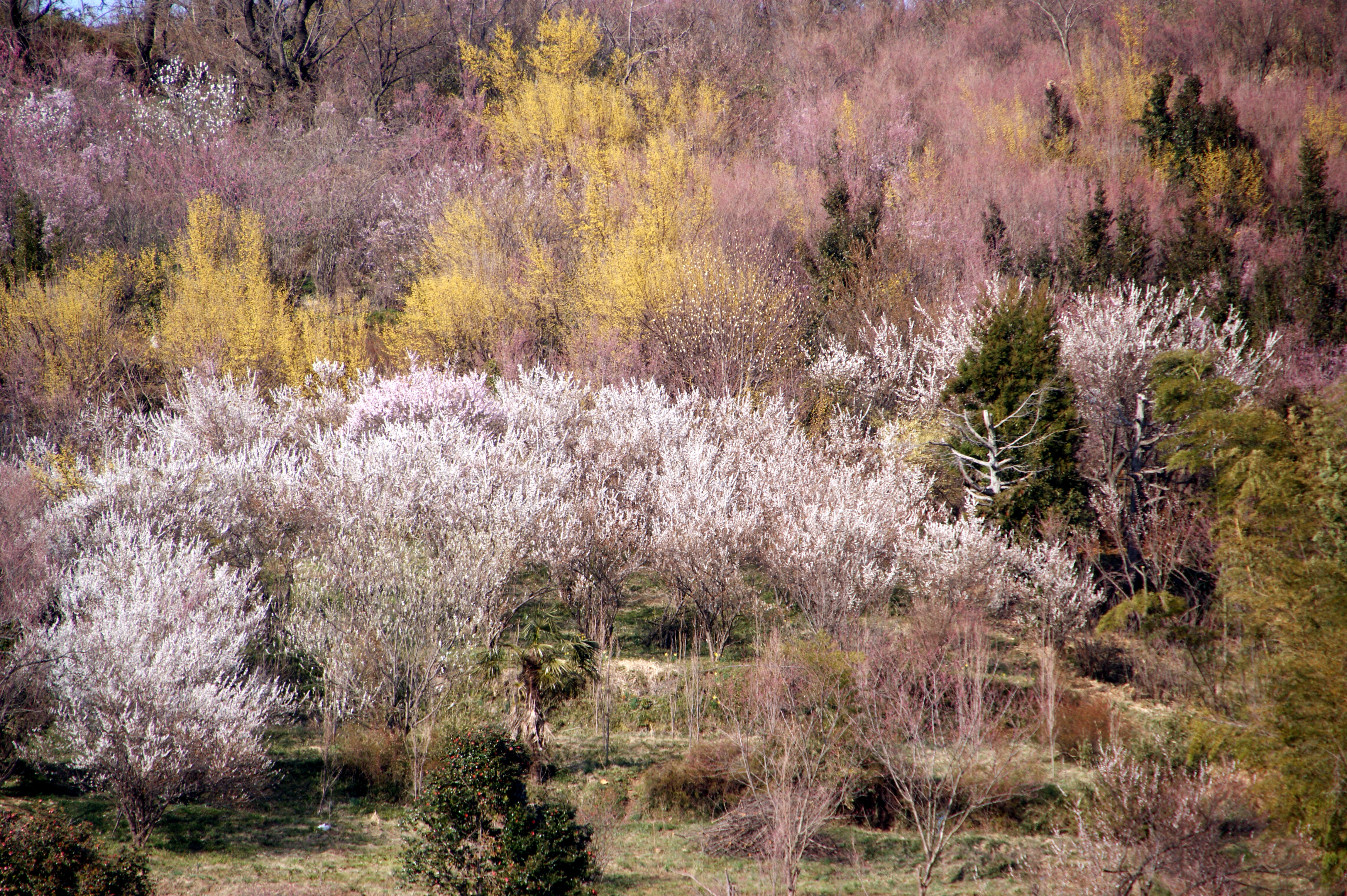 The surrounding countryside of Hanamiyama Park showing rural Fukushima landscape with flowering trees