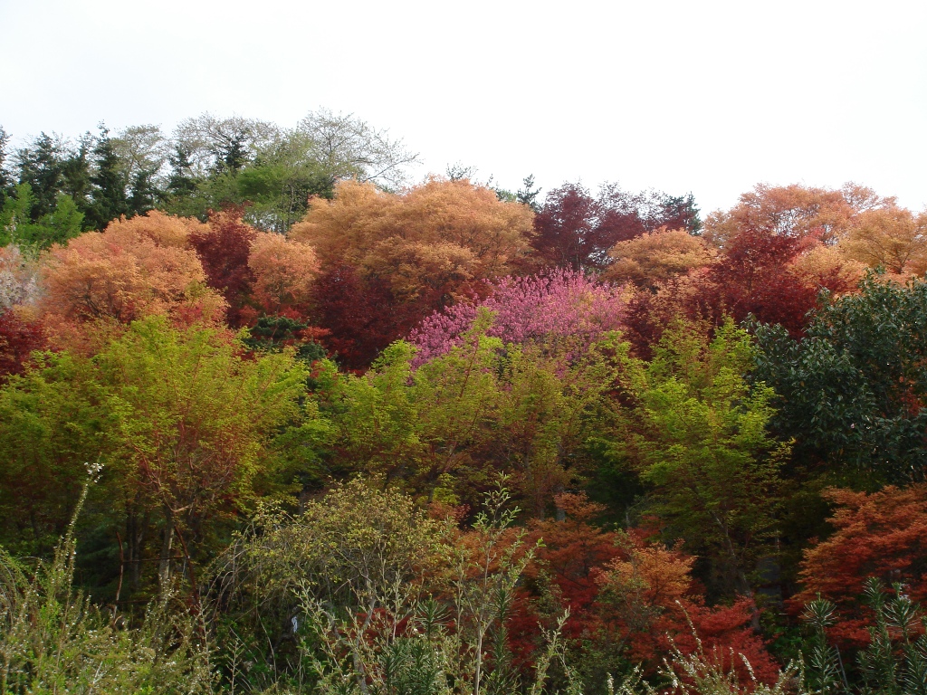 Hanamiyama Park in autumn with red and orange momiji foliage