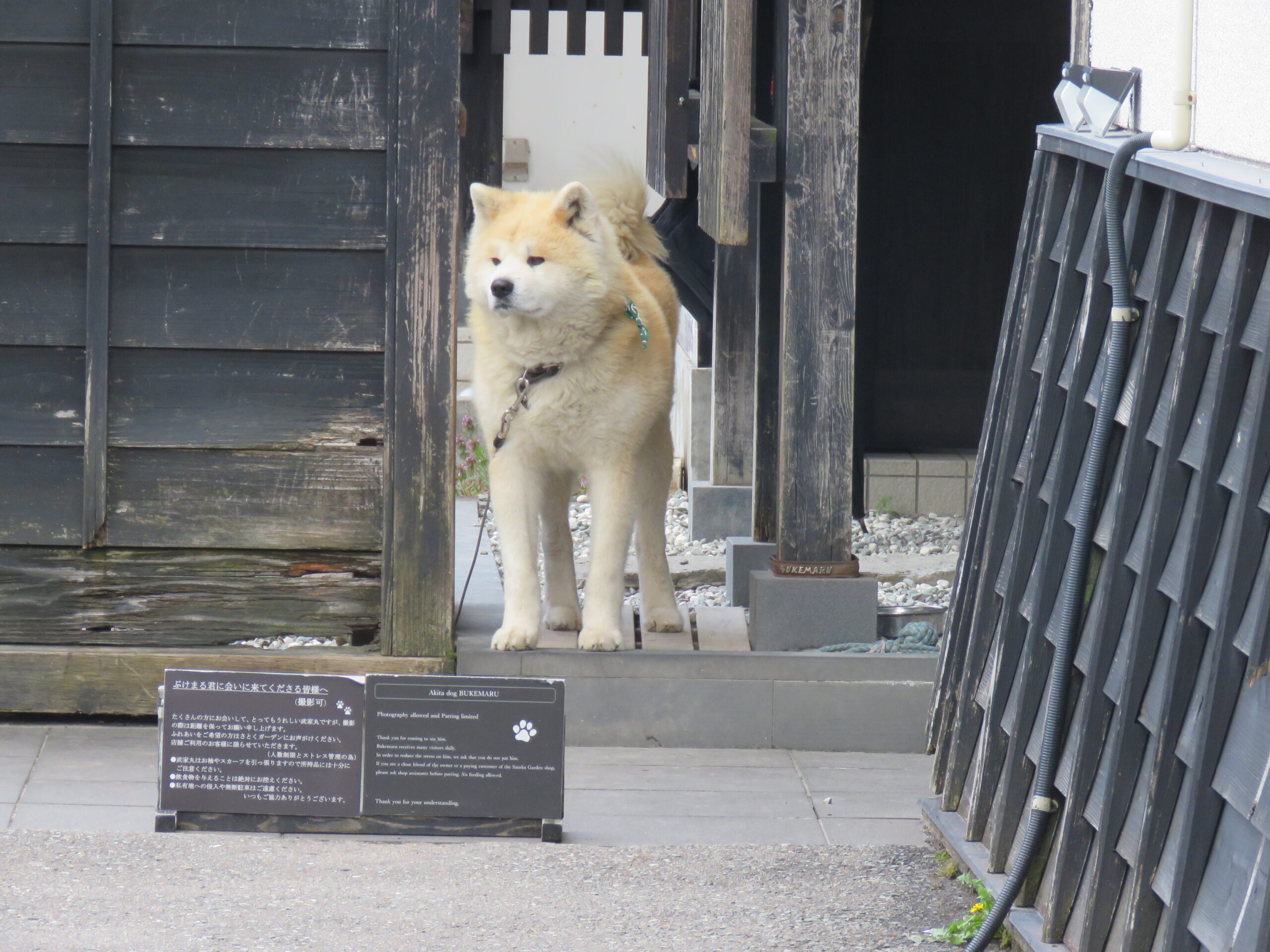 Akita Inu dog named Bukemaru at Kakunodate samurai district in traditional setting