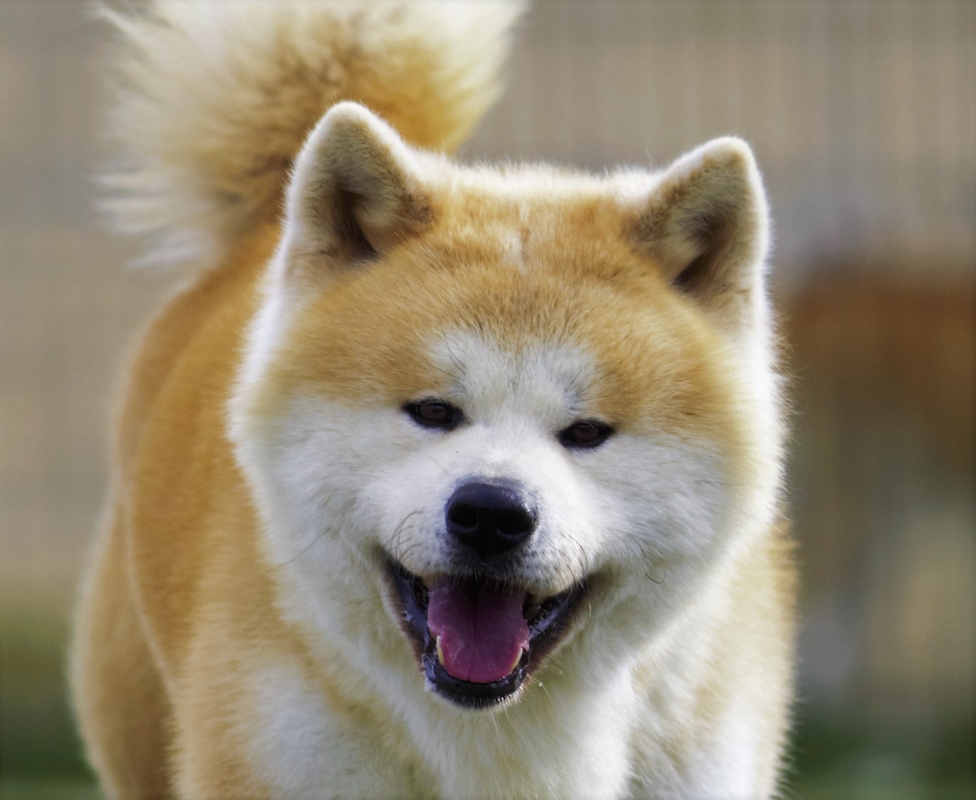 Close-up portrait of an Akita Inu dog with deep intelligent eyes