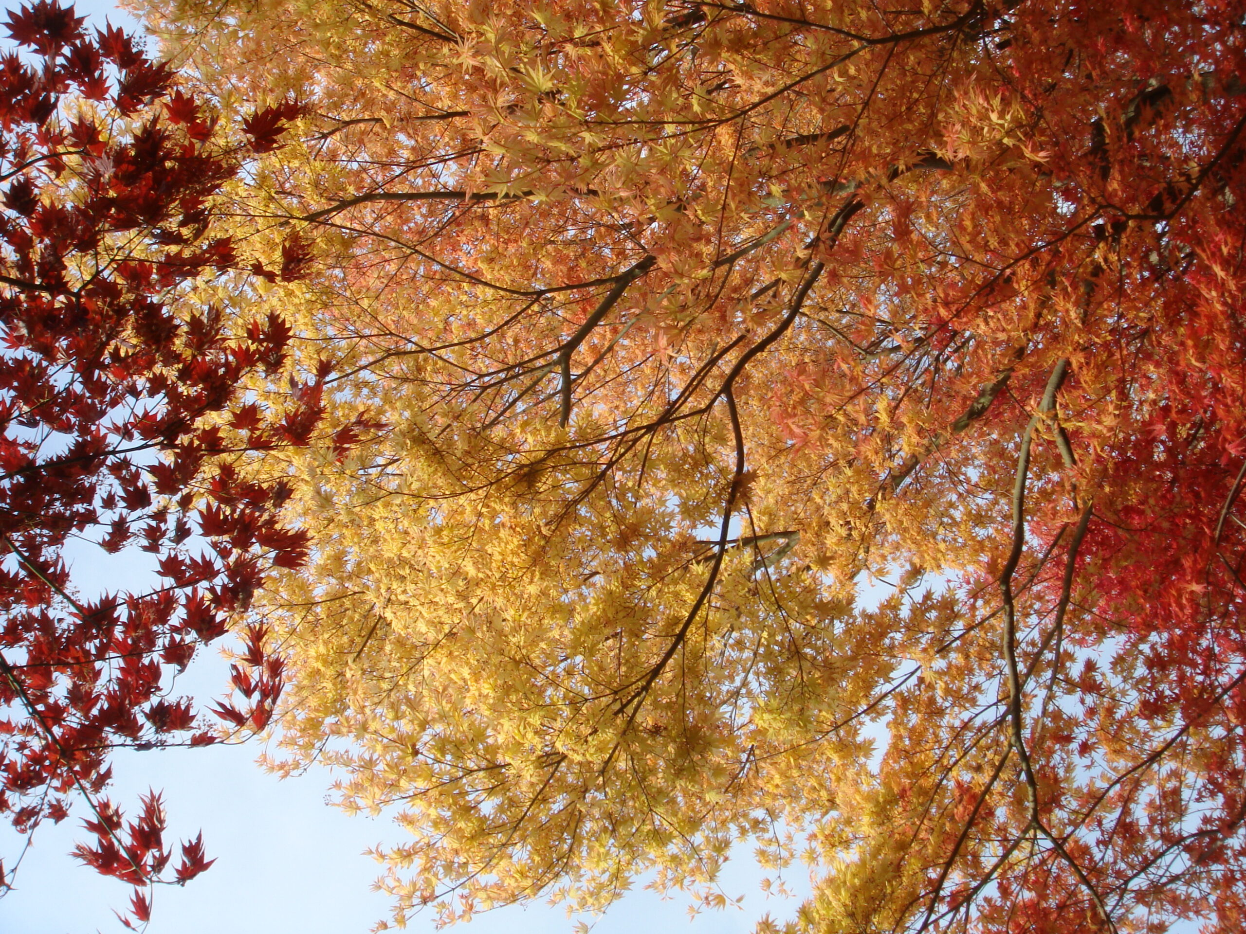 Hanamiyama Park in autumn with red and orange maple leaves and Japanese garden atmosphere