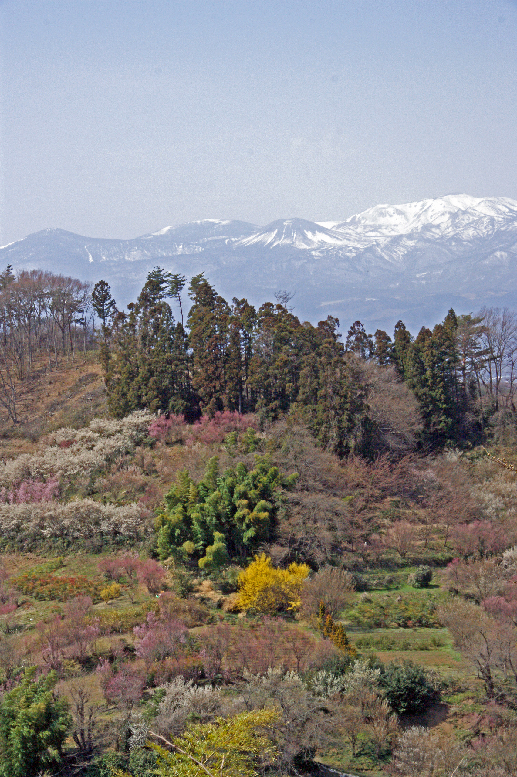 Hanamiyama Park flowering hillsides with Azuma-Kofuji snow-capped volcano in the background