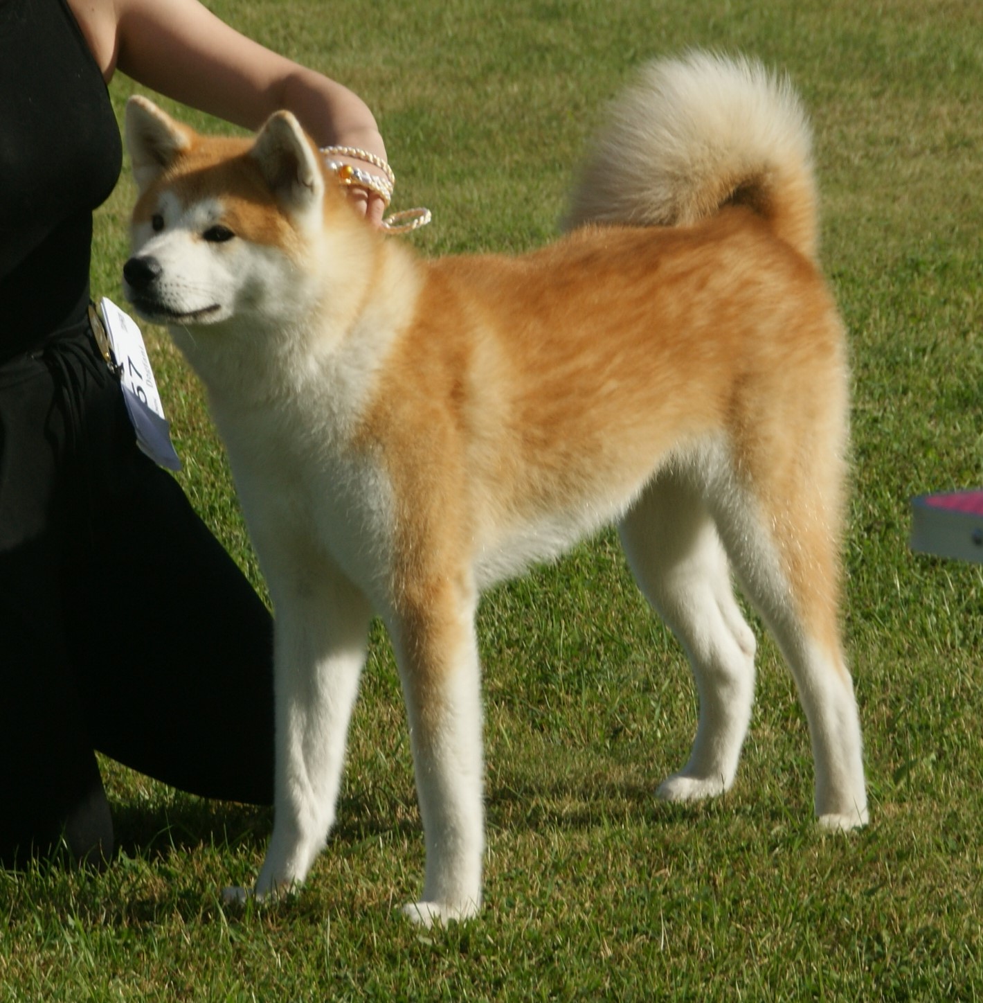 Japanese Akita Inu with classic red coat standing in profile