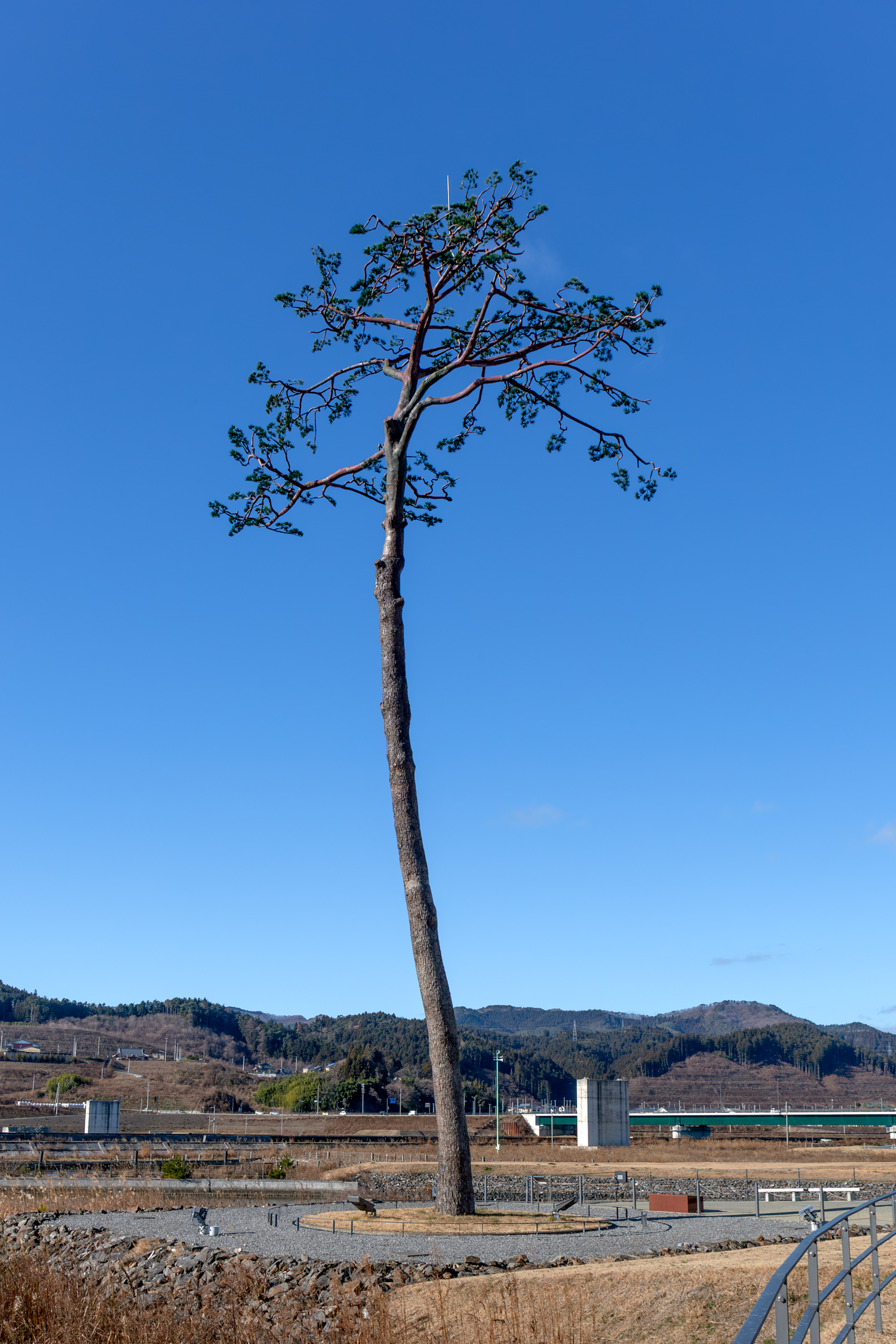 The Miracle Pine Tree of Rikuzentakata from the south in 2023, standing preserved as a memorial monument
